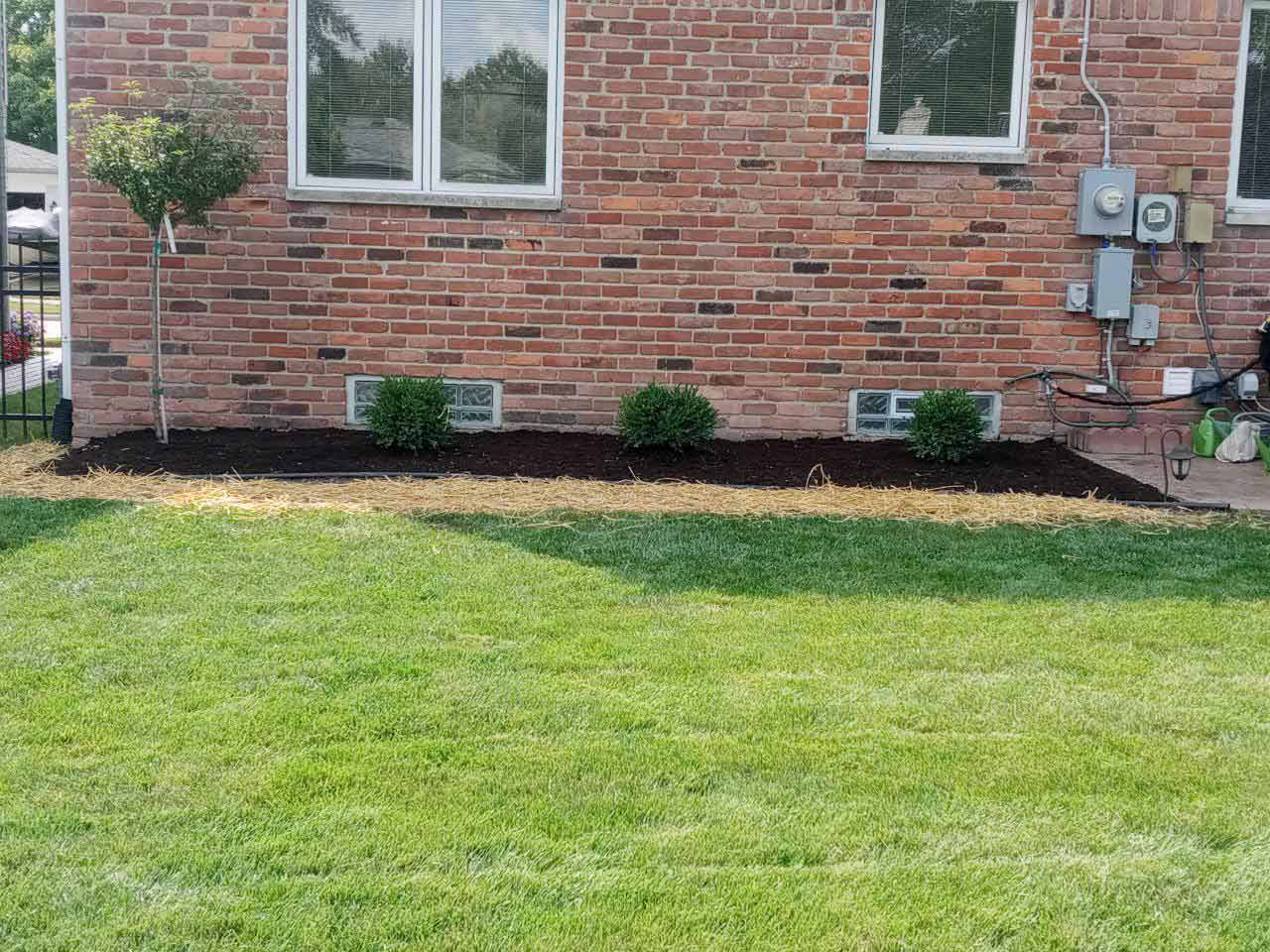 Brick house wall with windows, a small shrub, and a green lawn in front