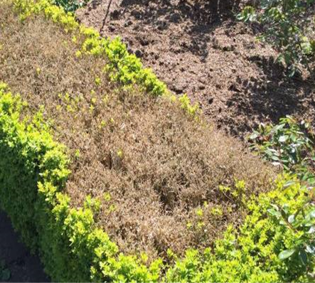 Aerial view of a garden bed with dry brown plants bordered by bright green hedges.