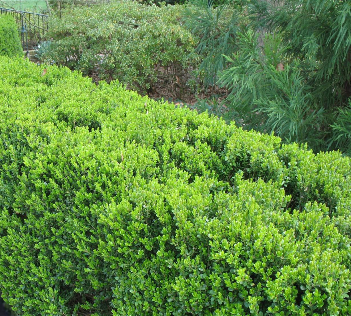 Dense bright green shrubs and trees in a lush garden landscape