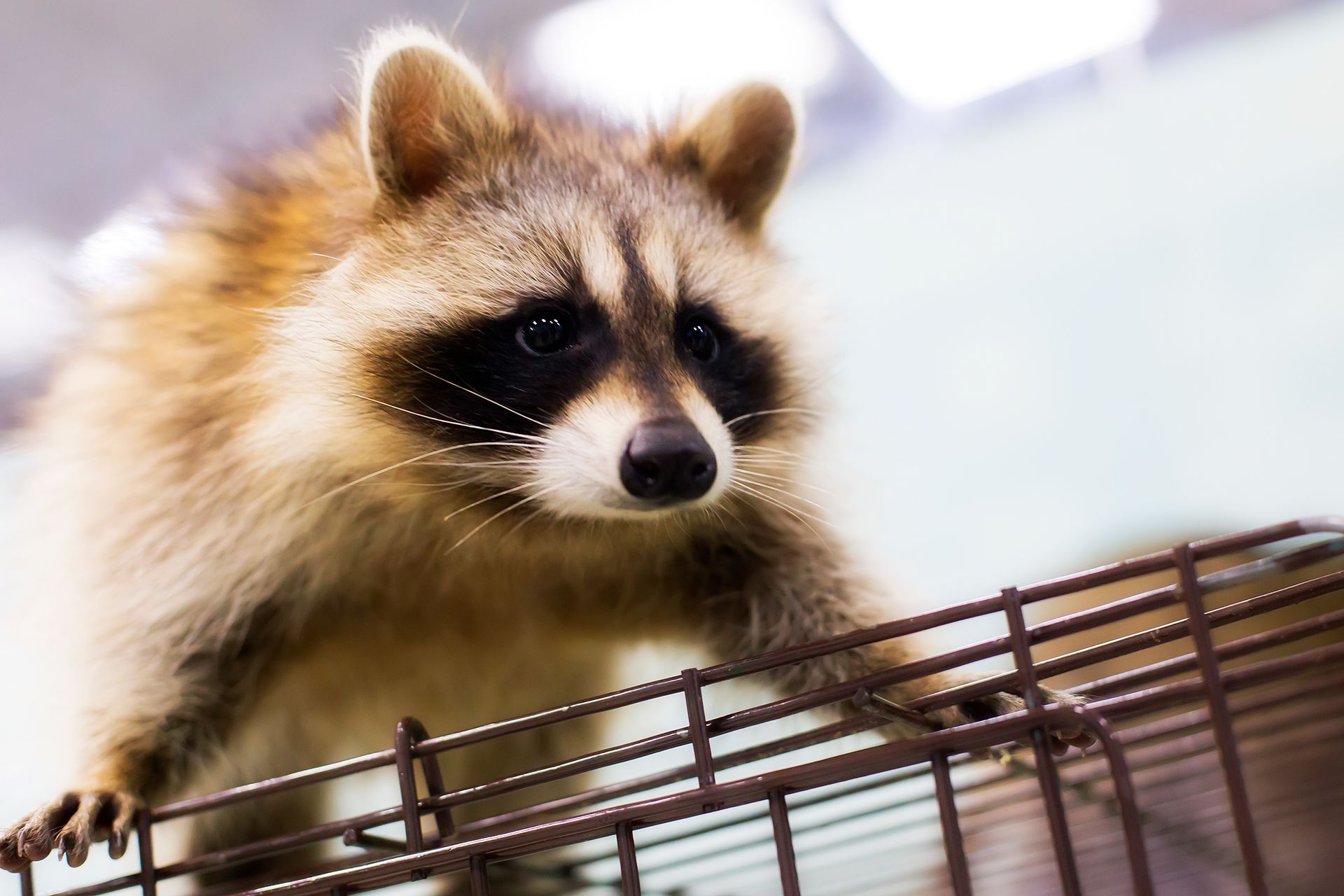 Raccoon leaning over a wire fence, looking down with a curious expression.