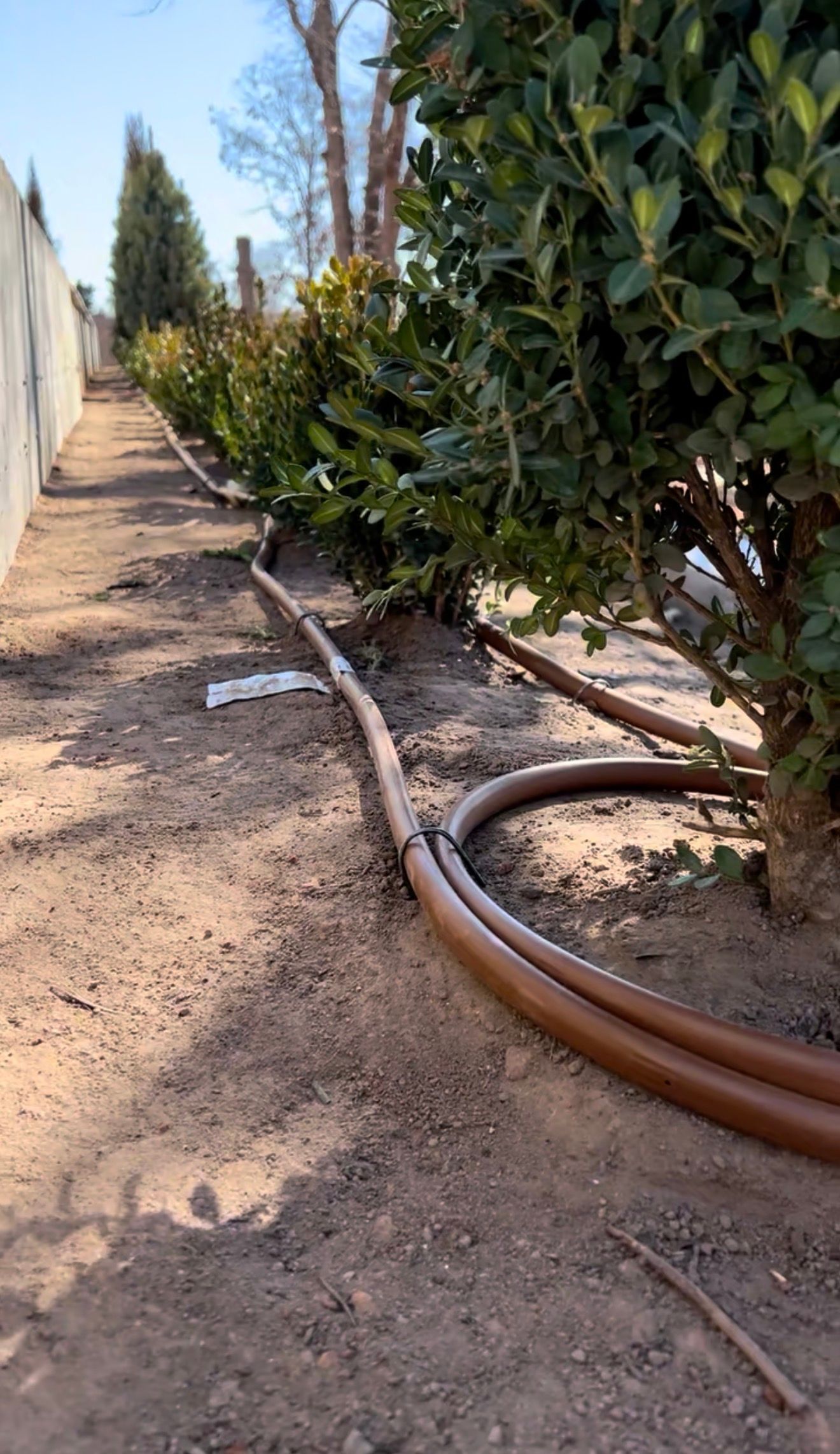 Irrigation hose along a dirt path beside a fence and dense shrubs in a garden or yard