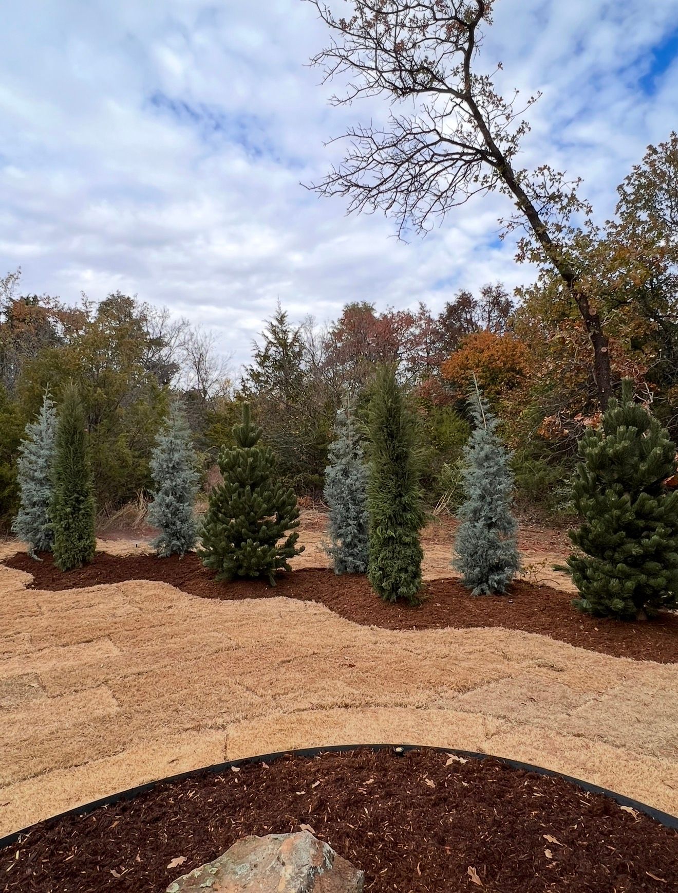 Row of small blue-green evergreens in a mulched garden under a partly cloudy sky