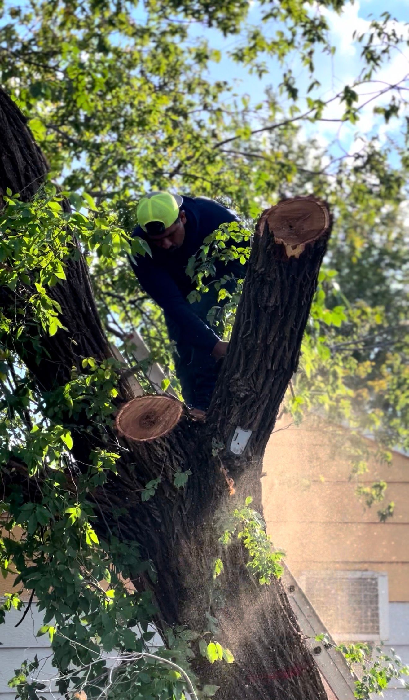 Worker in a green helmet trimming large tree branches near a building
