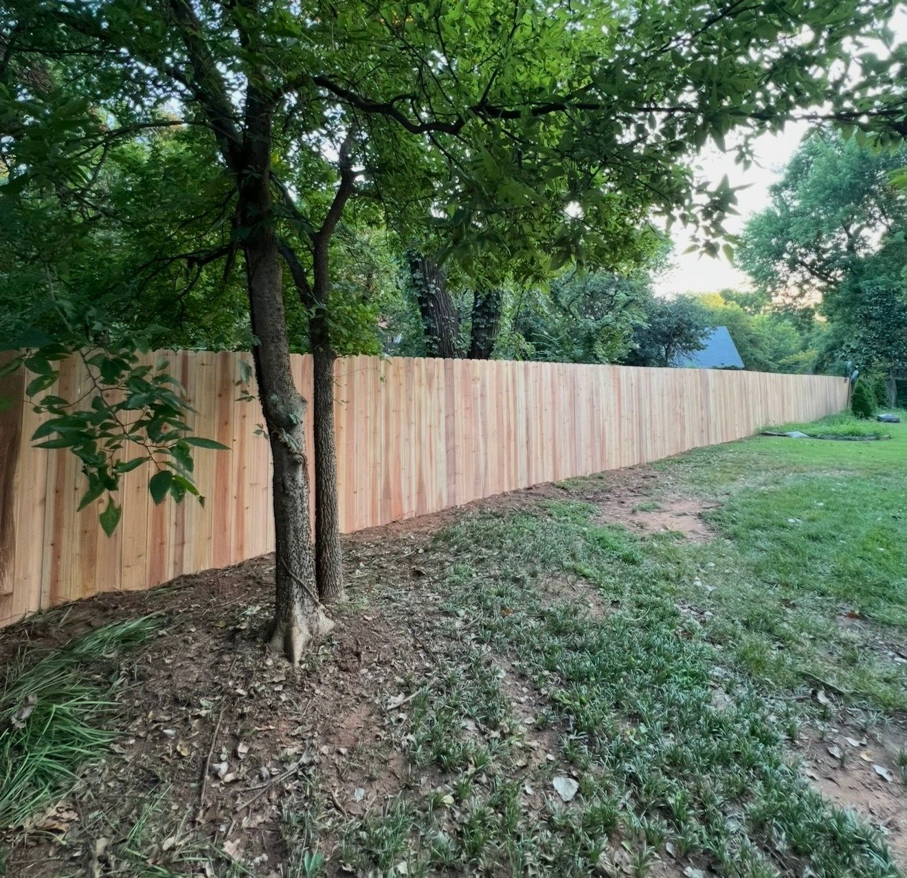 Wooden privacy fence along a grassy yard with trees overhead and a dirt strip at the base.