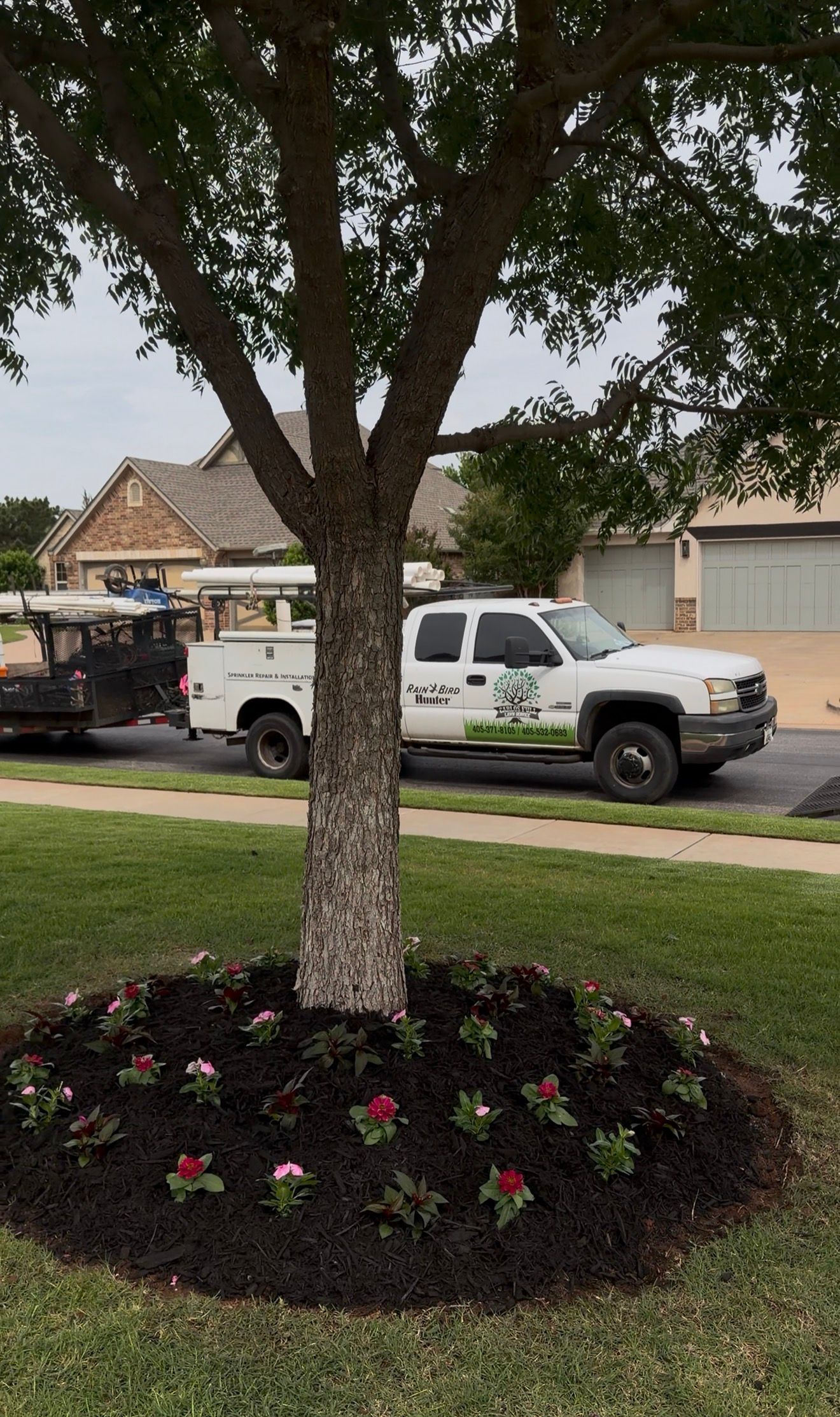 Tree with flower bed in front yard, with two white pickup trucks parked across the street.