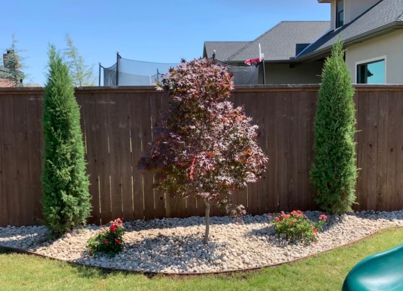 Backyard with a young red-leaf tree, flower beds, and tall evergreens against a wooden fence
