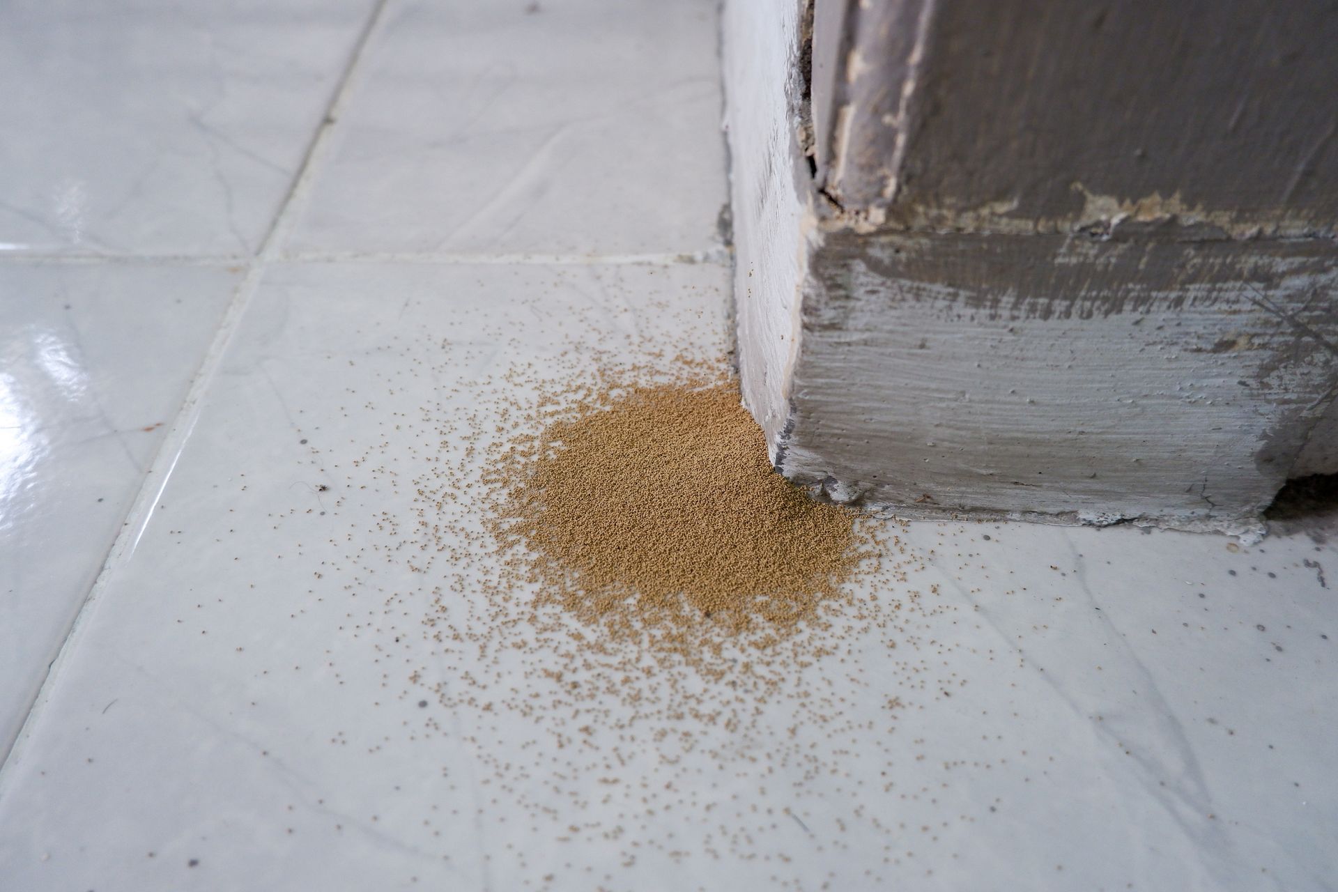 Termites
