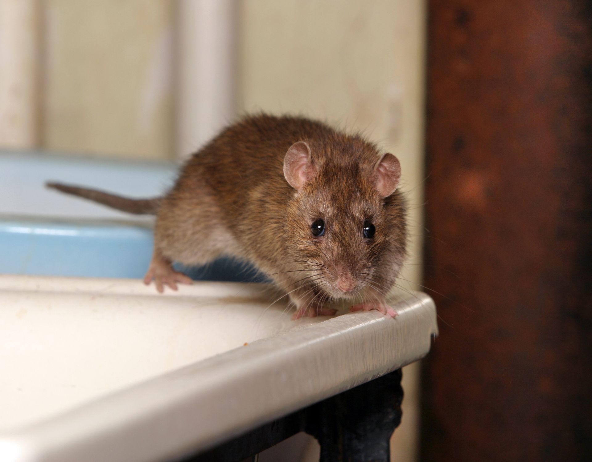 Rodent Pest
