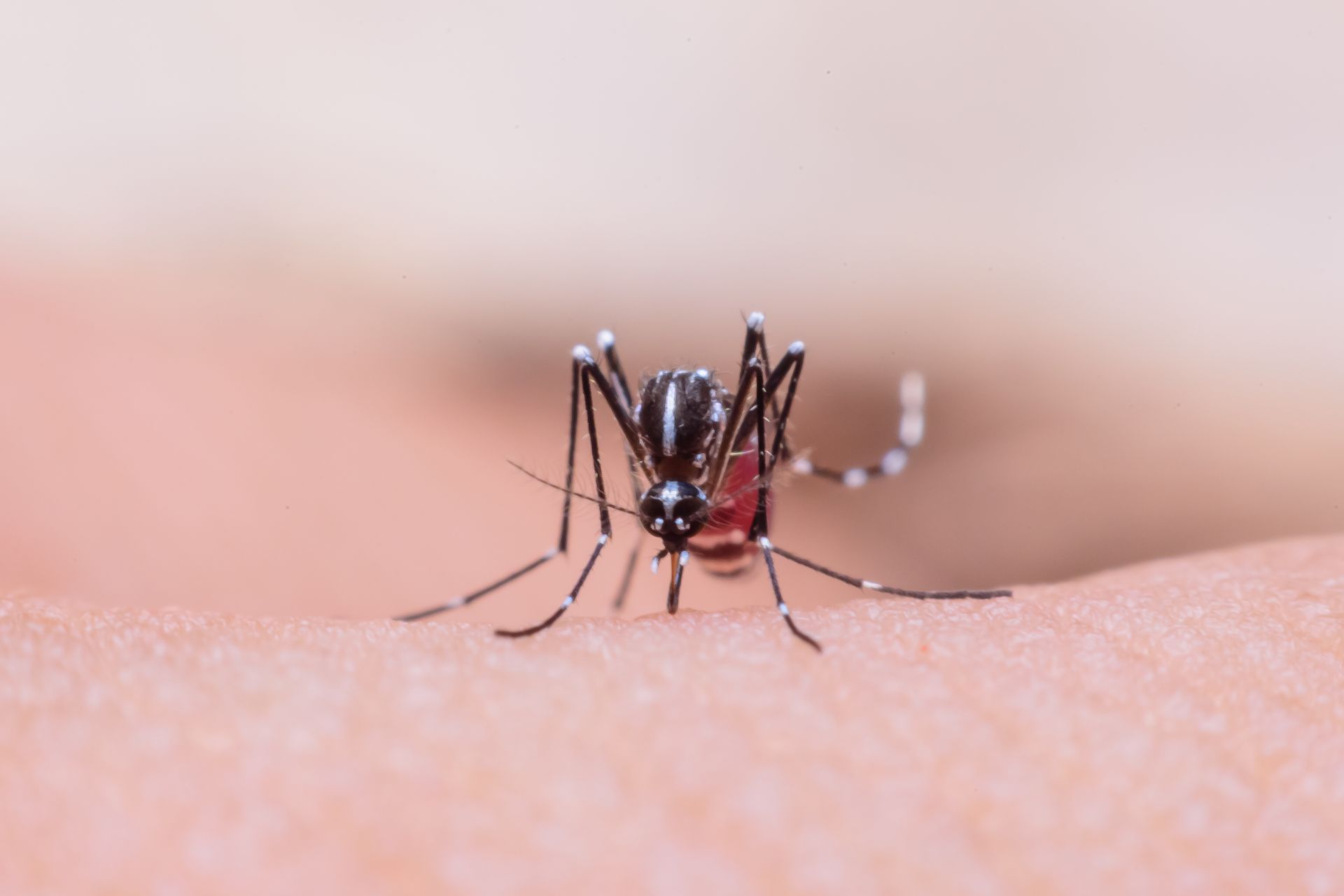 Mosquito Bite