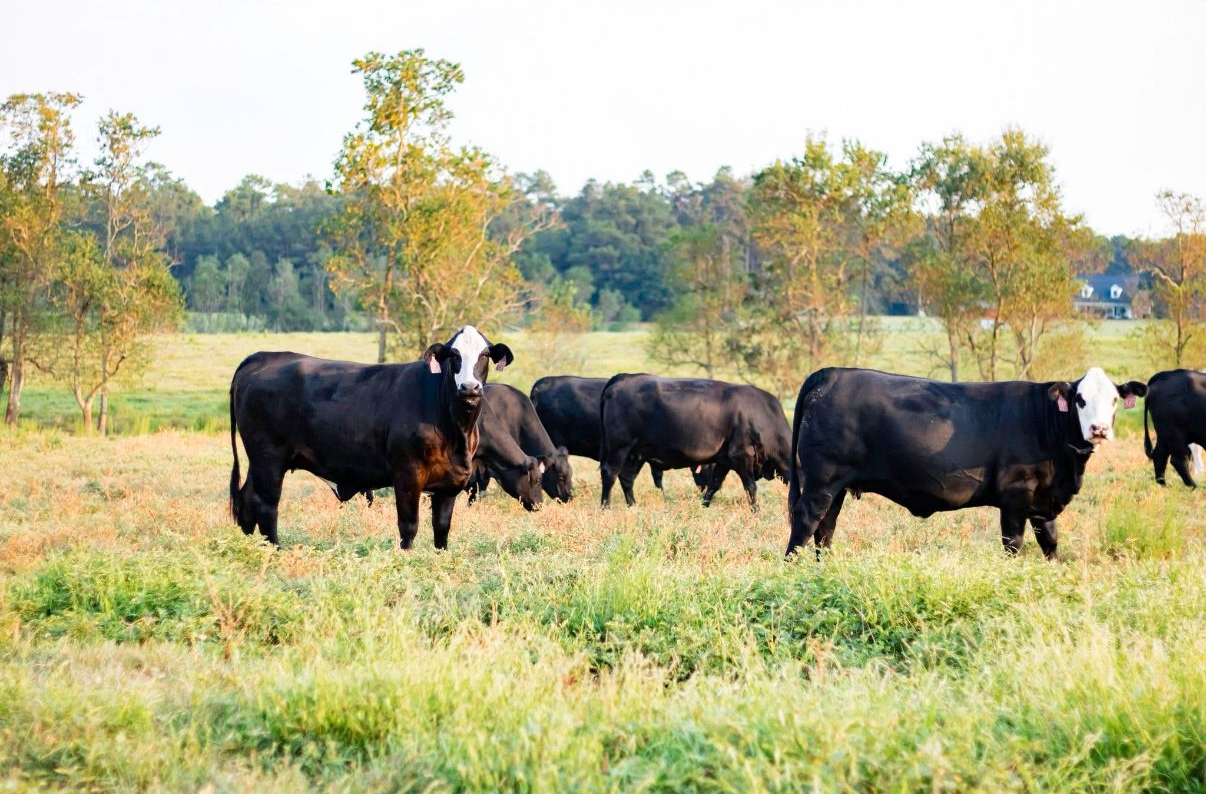 Black cows grazing in a grassy field with trees in the background.