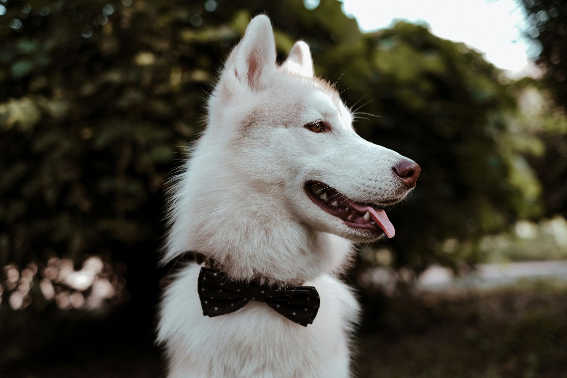 Value of Pet Insurance