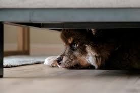 Managing Unauthorized Pets