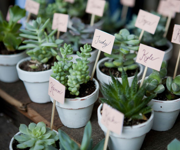 Potted succulents with small labeled tags arranged on a table.