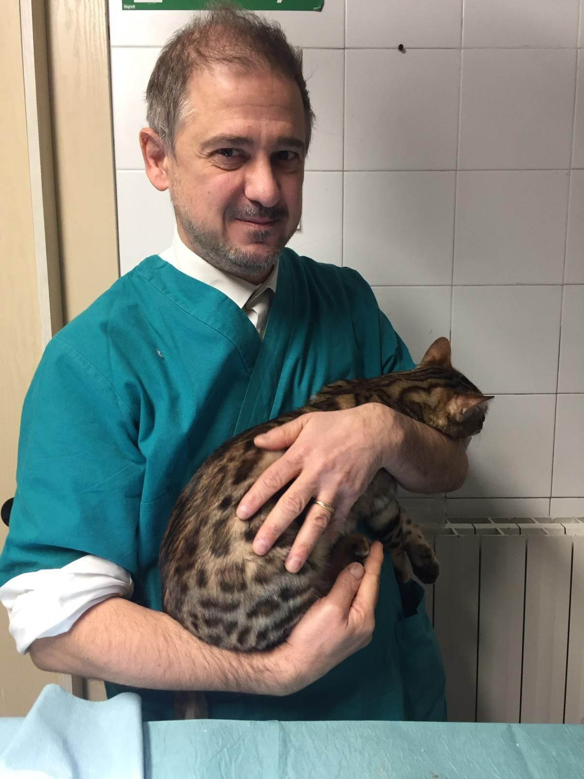 Sono in gravidanza. Corro pericoli con un gatto?