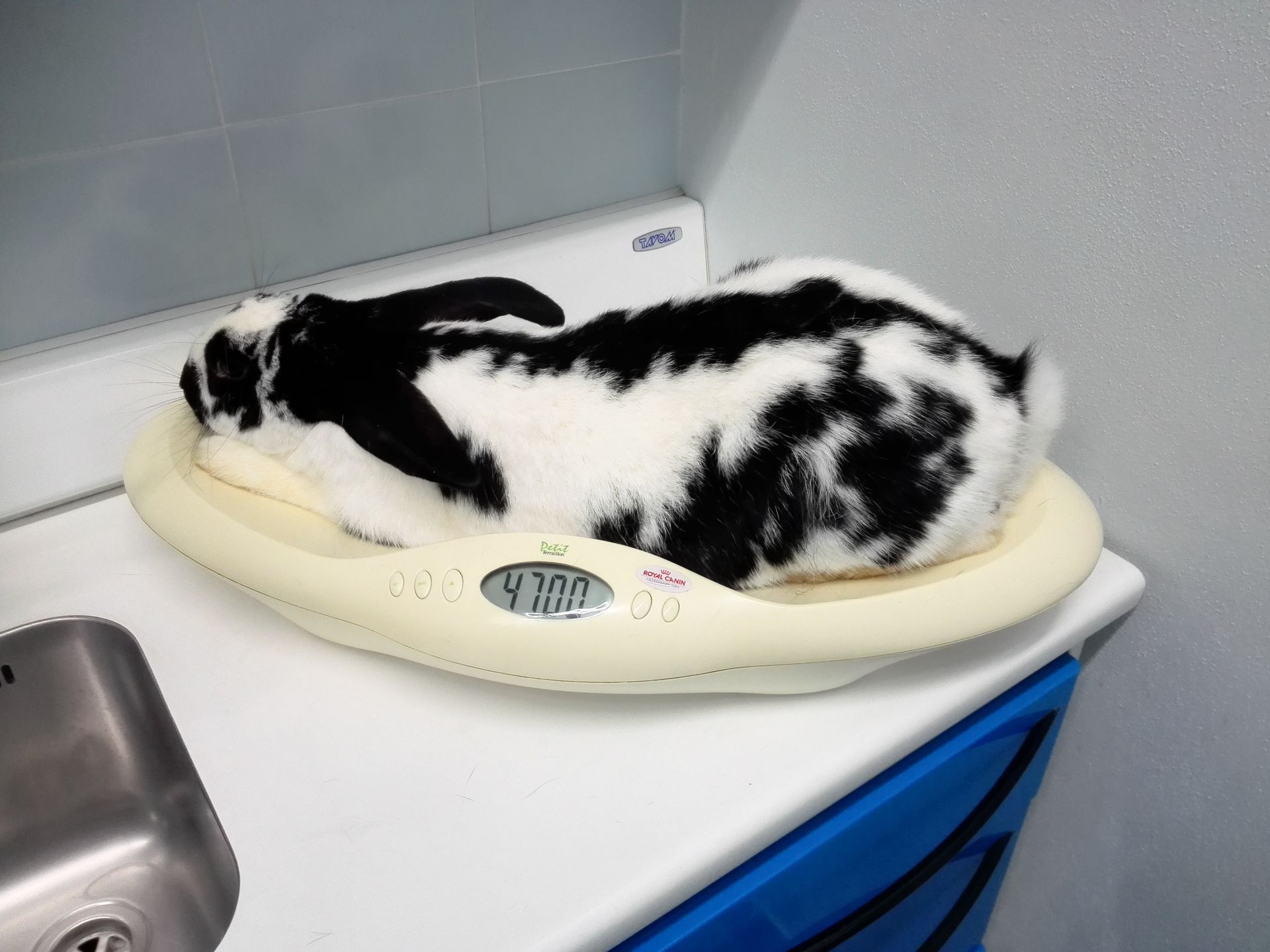 Perchè è importante sterilizzare una coniglia? scopriamolo insieme.