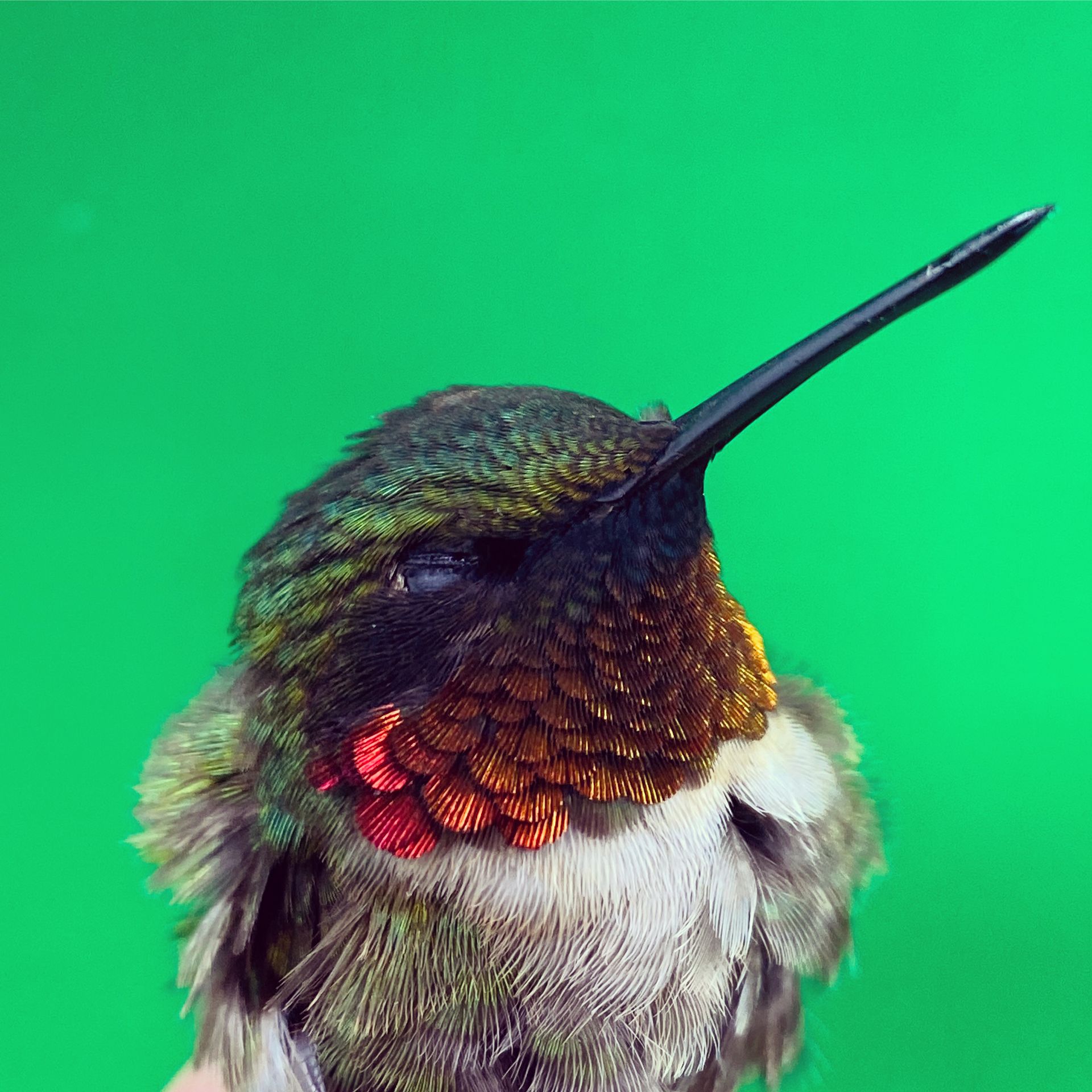 Congress of the Birds