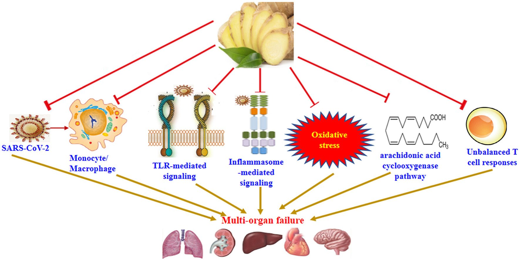 Graphical abstract
