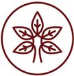 piante ayurveda