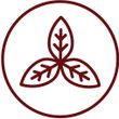 piante ayurveda