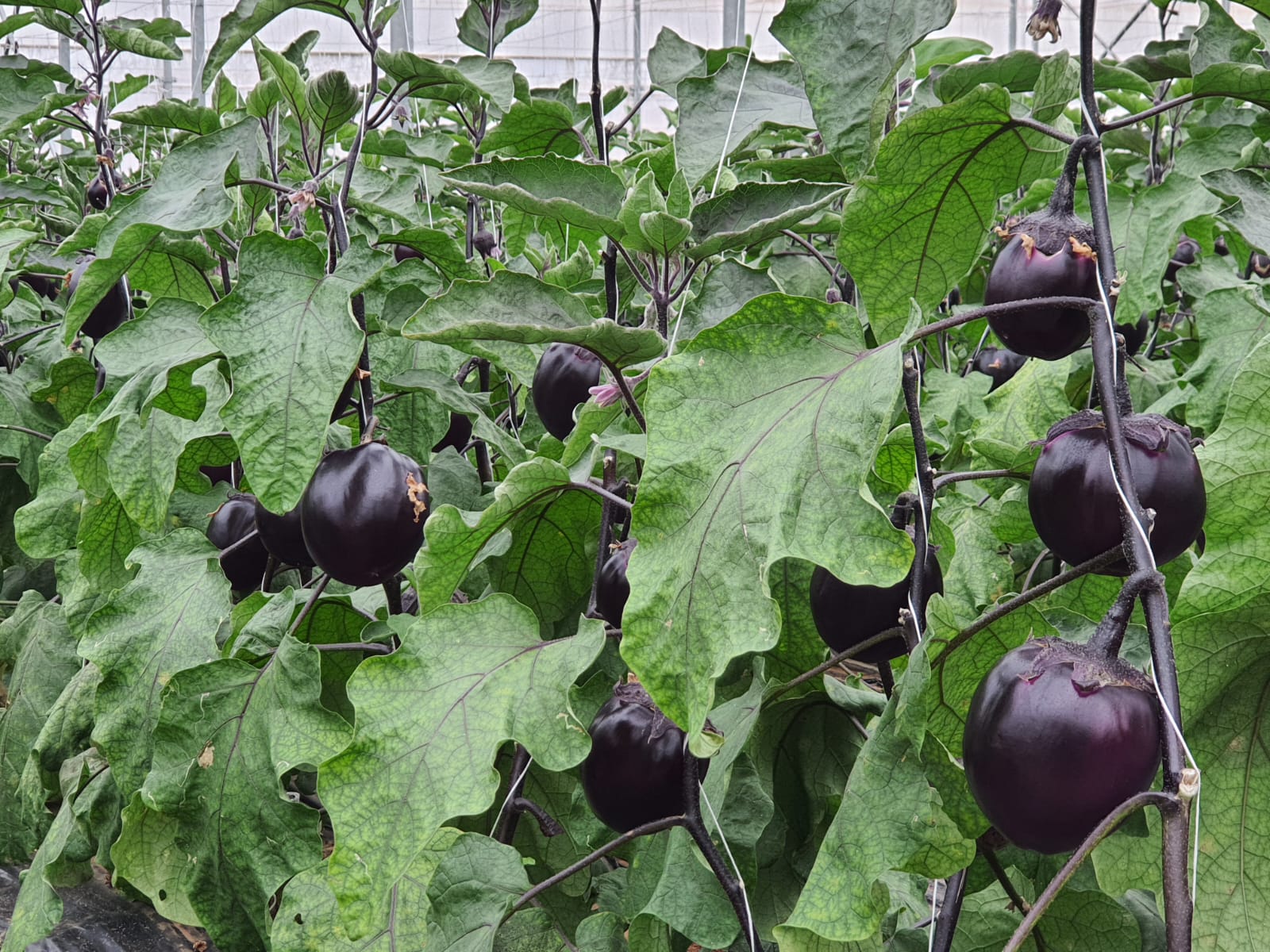 melanzane