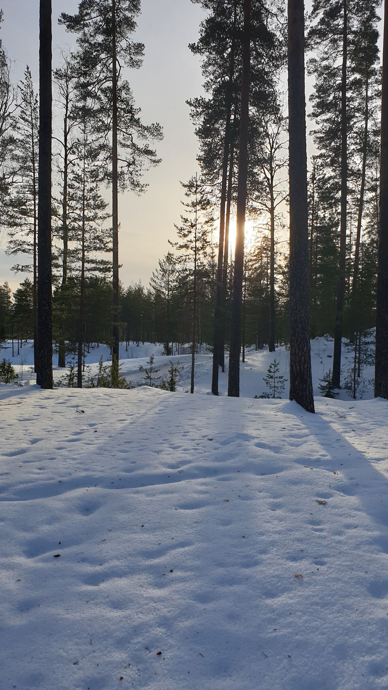 Maisemaa