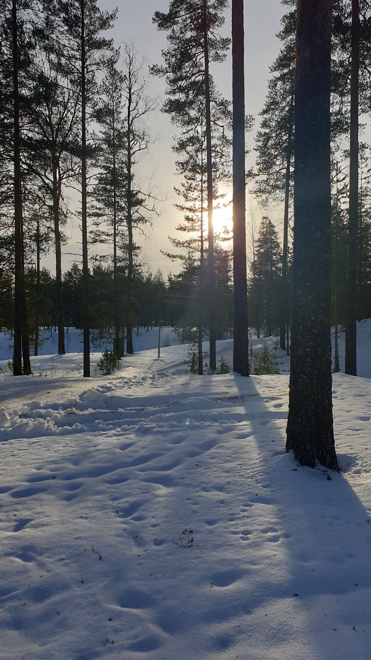 Maisemaa