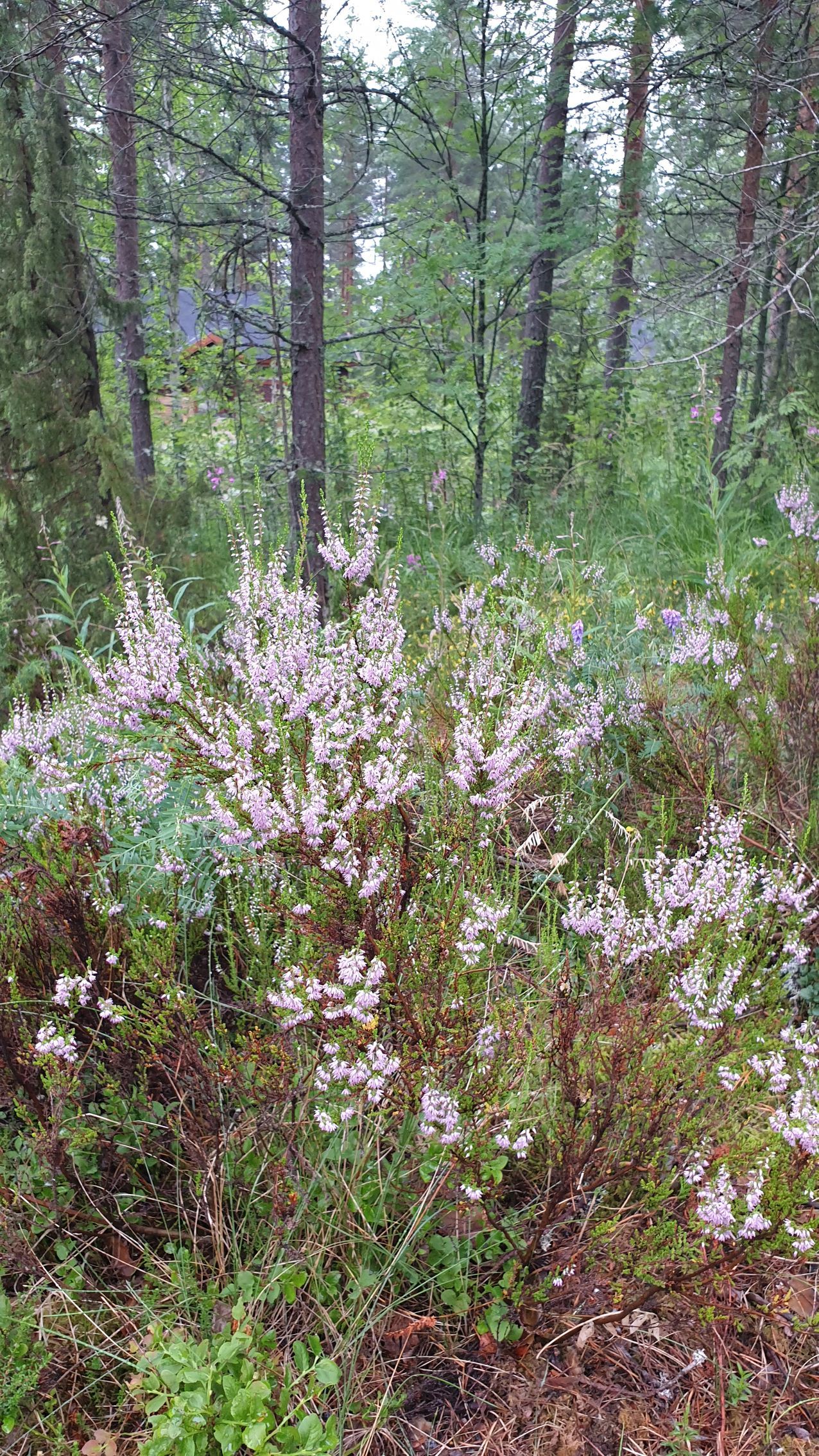 Maisemaa