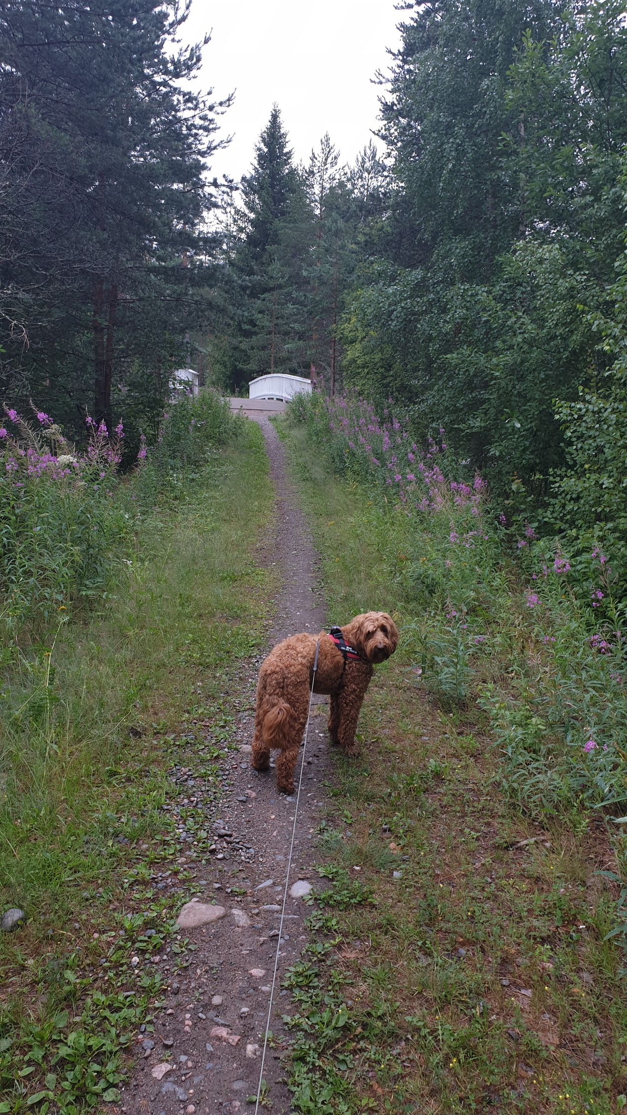A small dog is standing on a dirt path in the woods.Mas