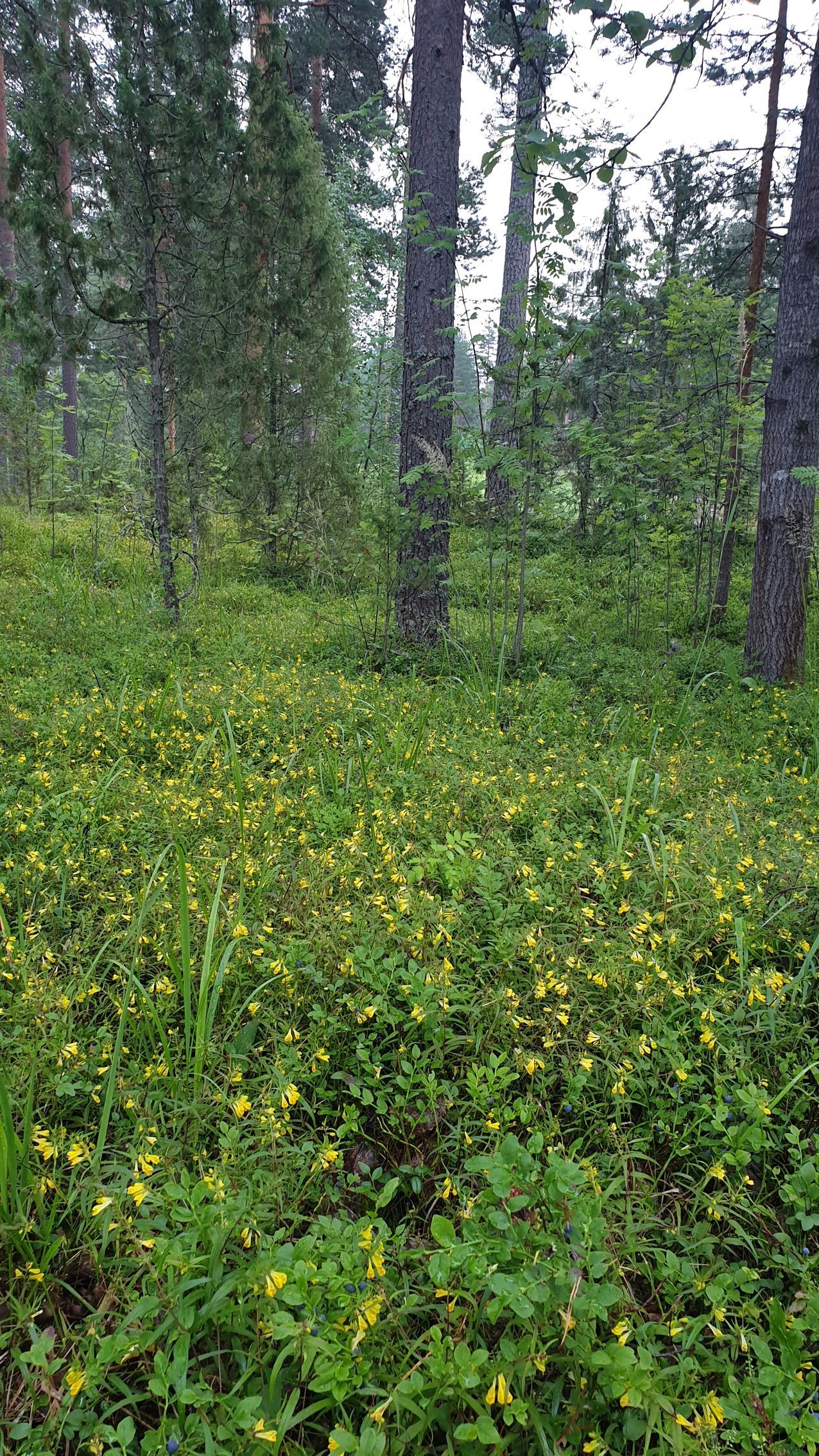 Maisemaa