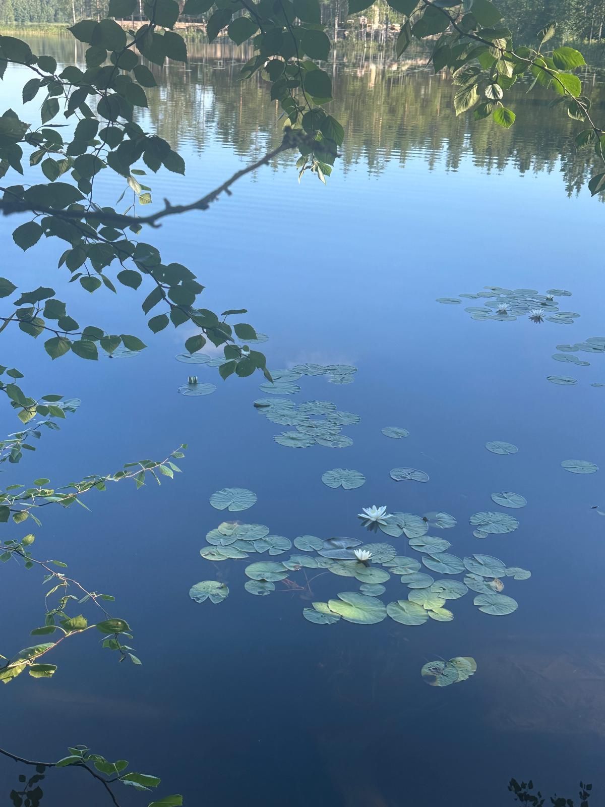 Maisemaa