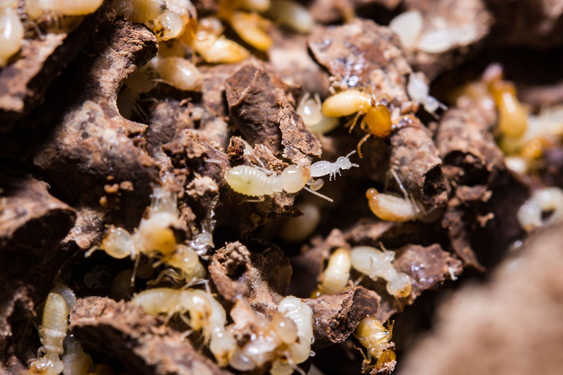 Tiny pale insects crawling on decaying wood and soil