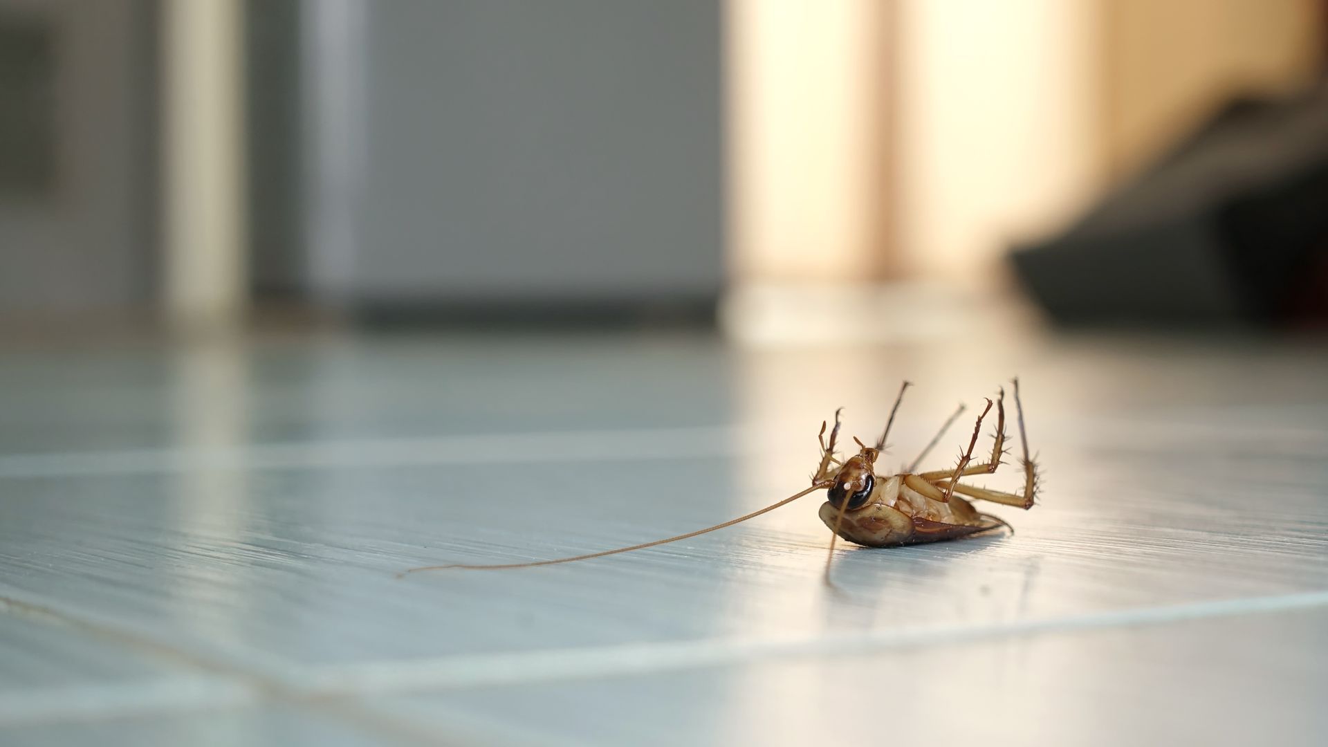 Dead grasshopper lying on its back on a smooth indoor floor with long antennae visible