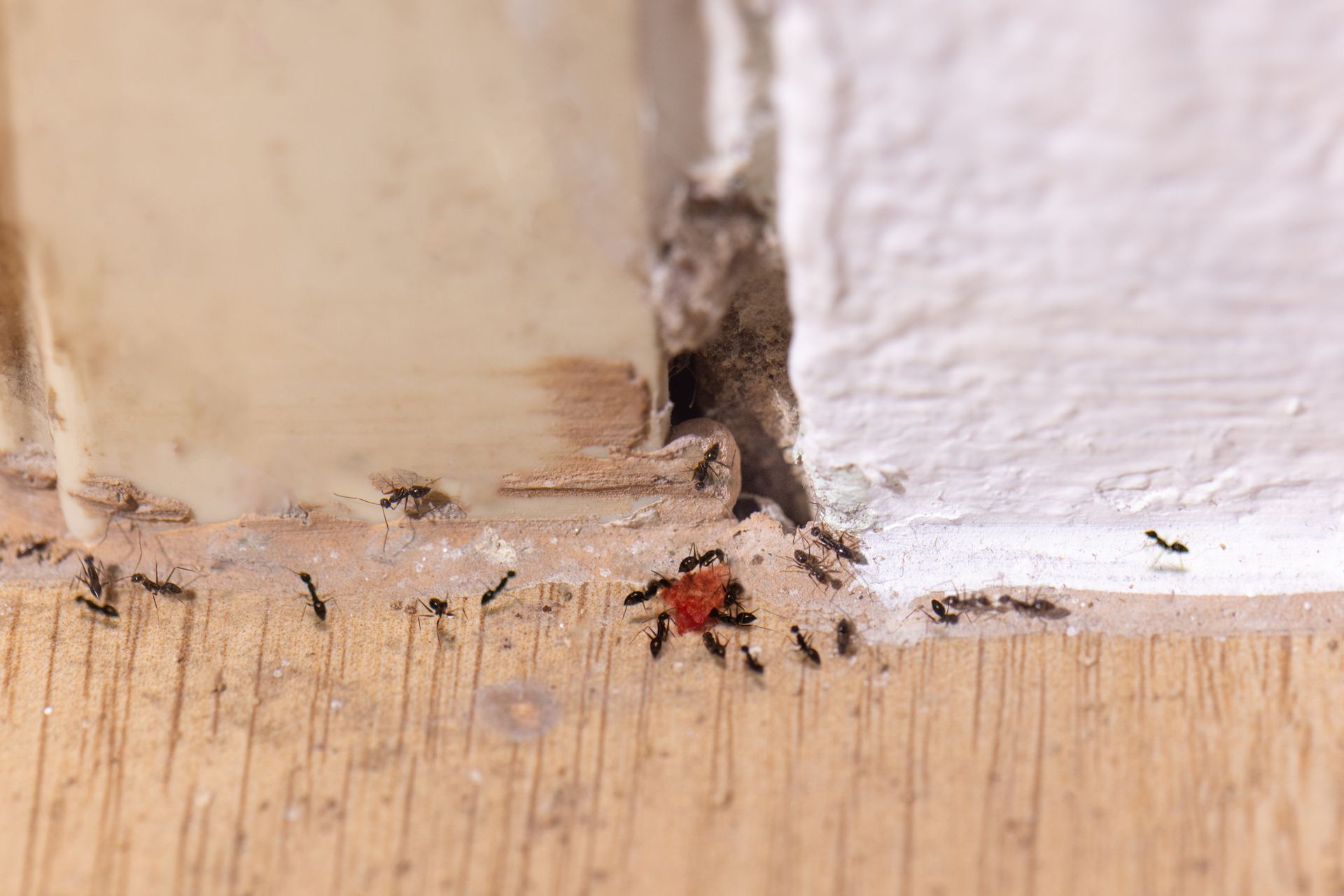 Tiny red and black insect near a cracked wall corner above a wooden floorboard