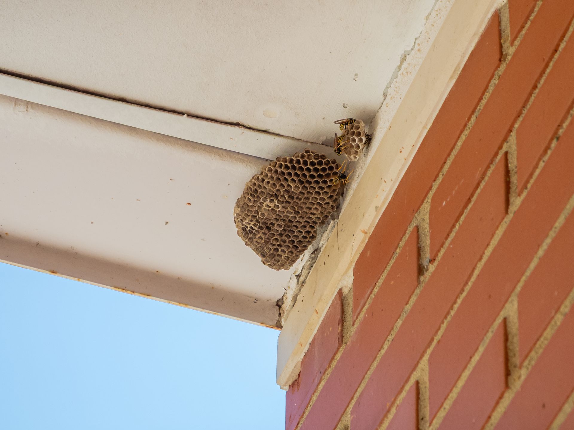 Wasp nest attached under a porch eave beside a red brick wall.
