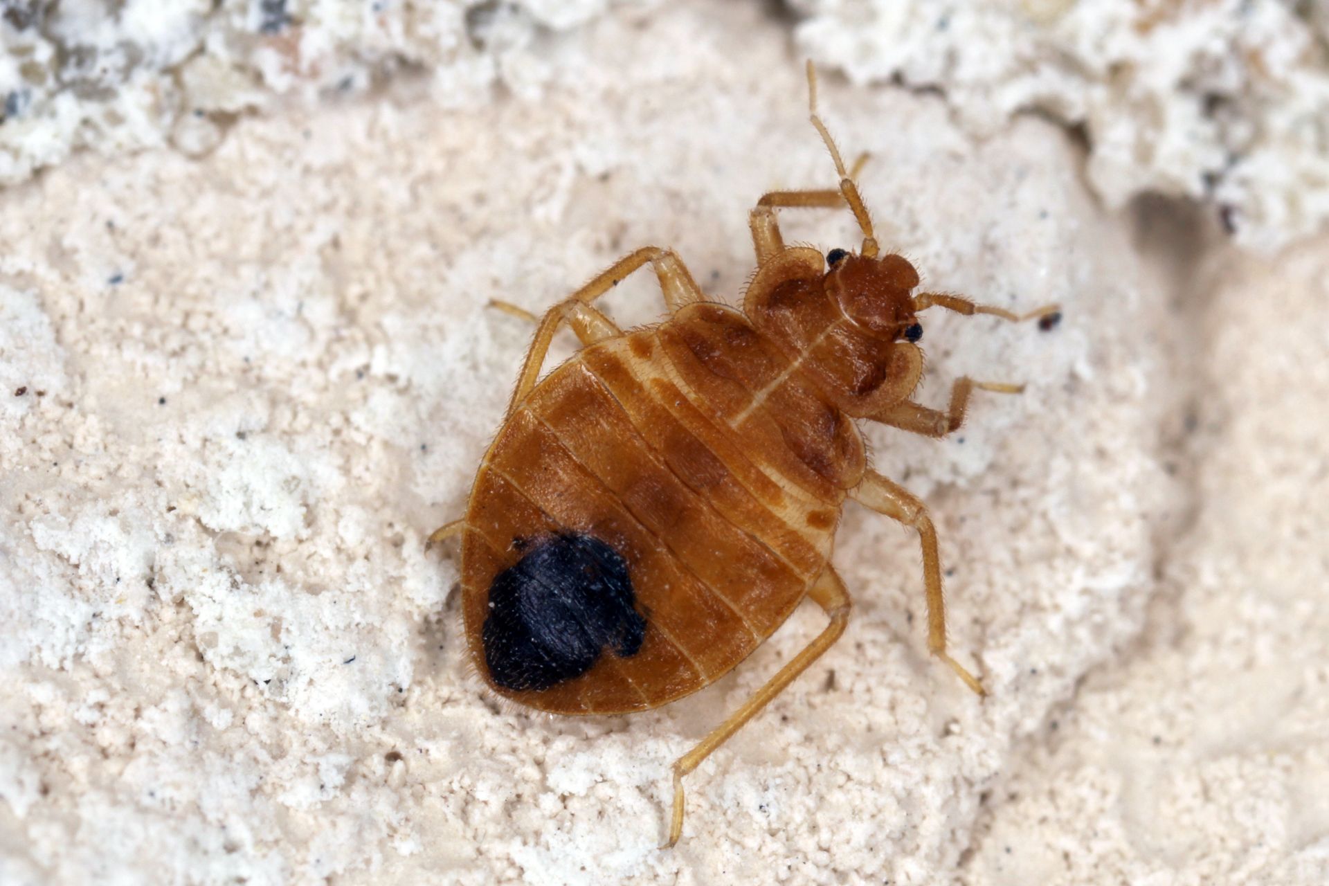Small brown insect with a dark spot on its back, crawling on a pale textured surface