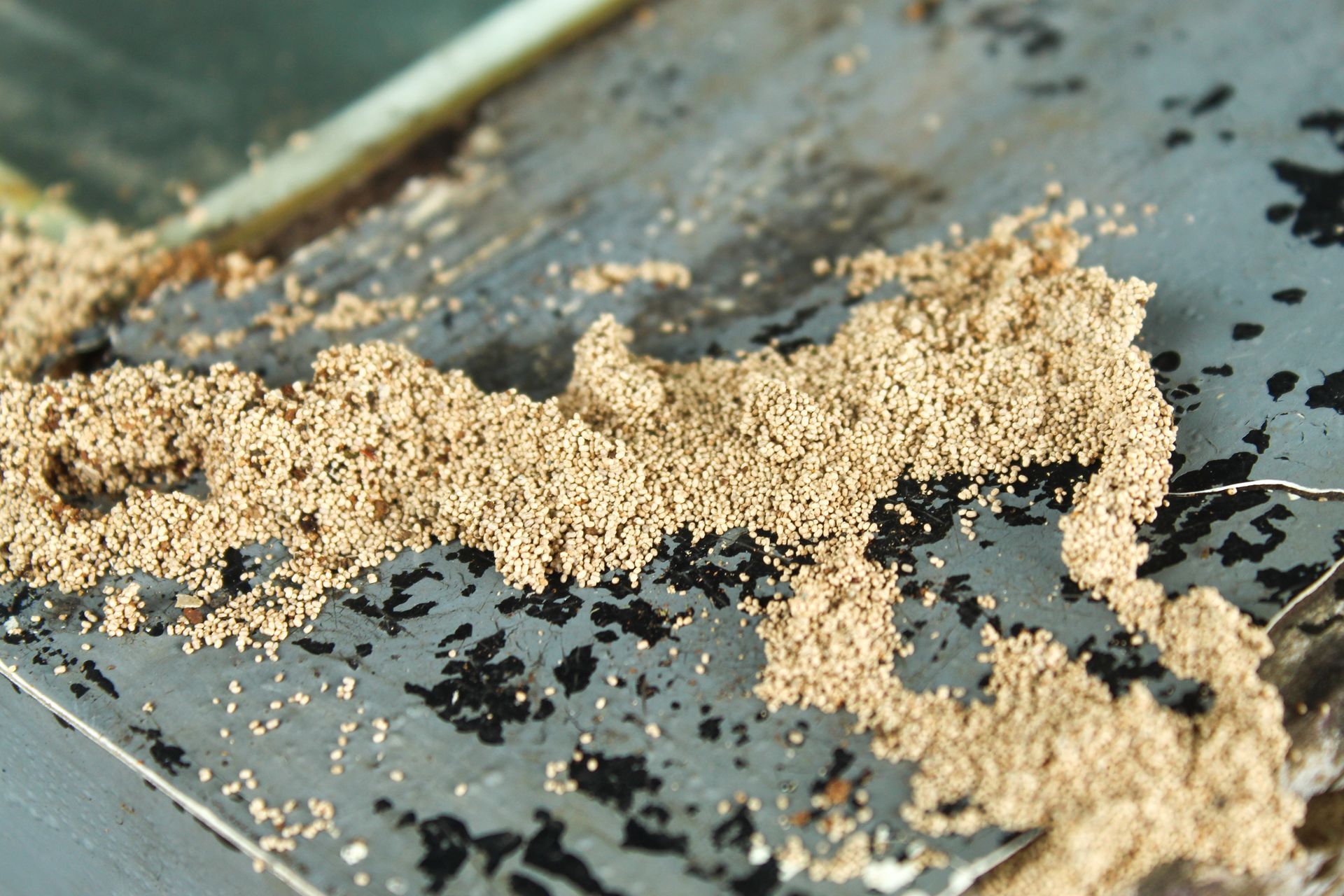 Beige sand or powder scattered across a dirty gray metal surface