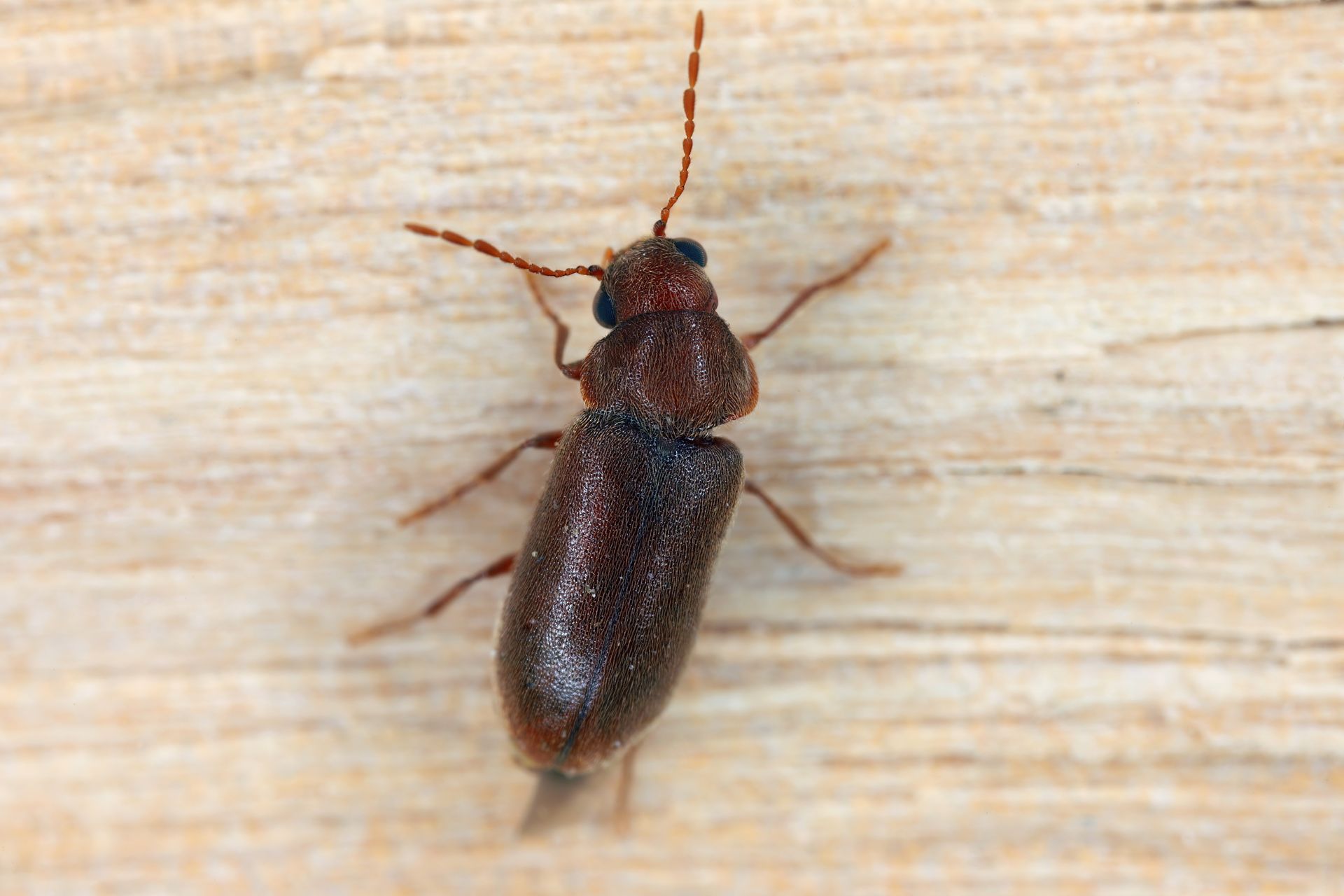 Brown beetle on a light wooden surface