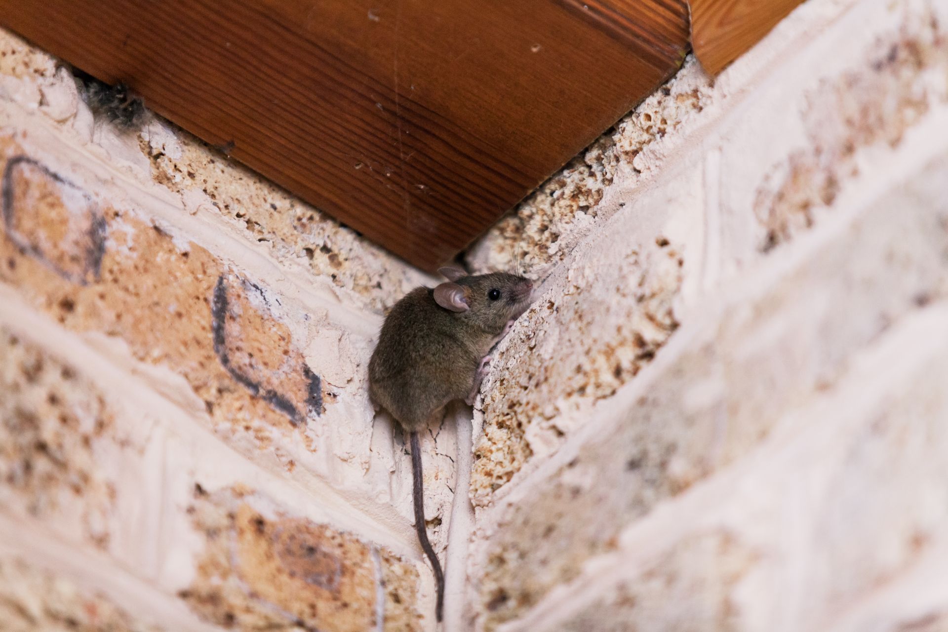 Small gray mouse perched in a corner between a brick wall and wooden ceiling.