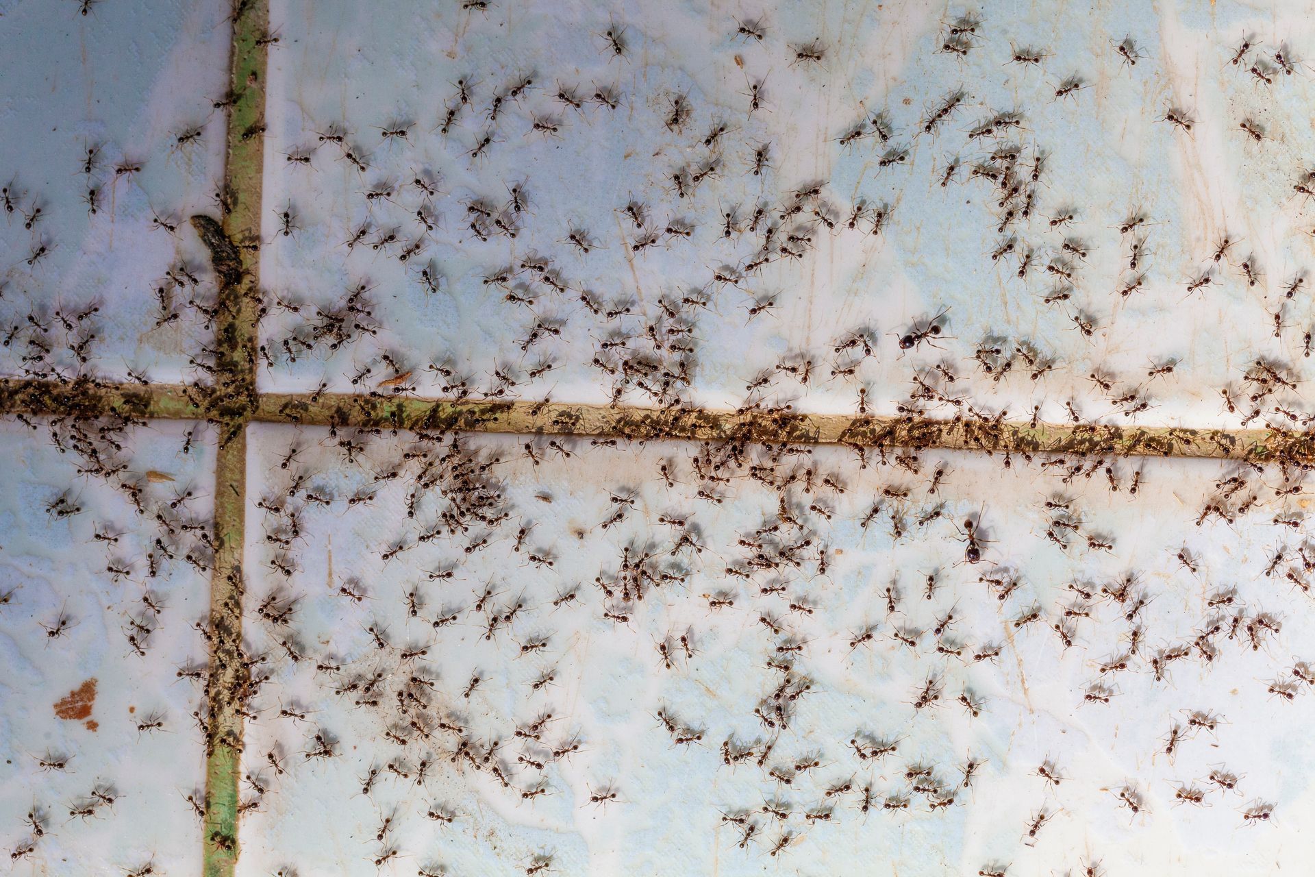 Hundreds of small brown insects clustered on a white tile floor near a dark grout cross