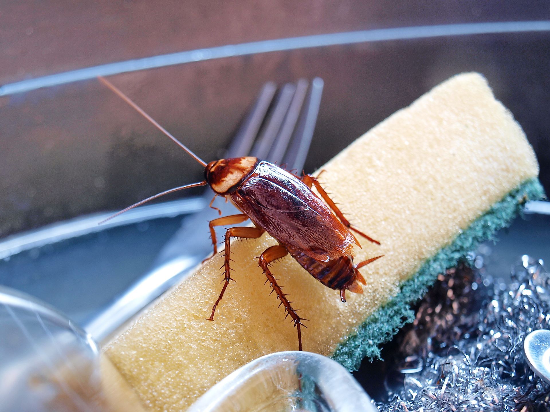 Brown cockroach on a sponge beside a sink, with a blue tube in the background