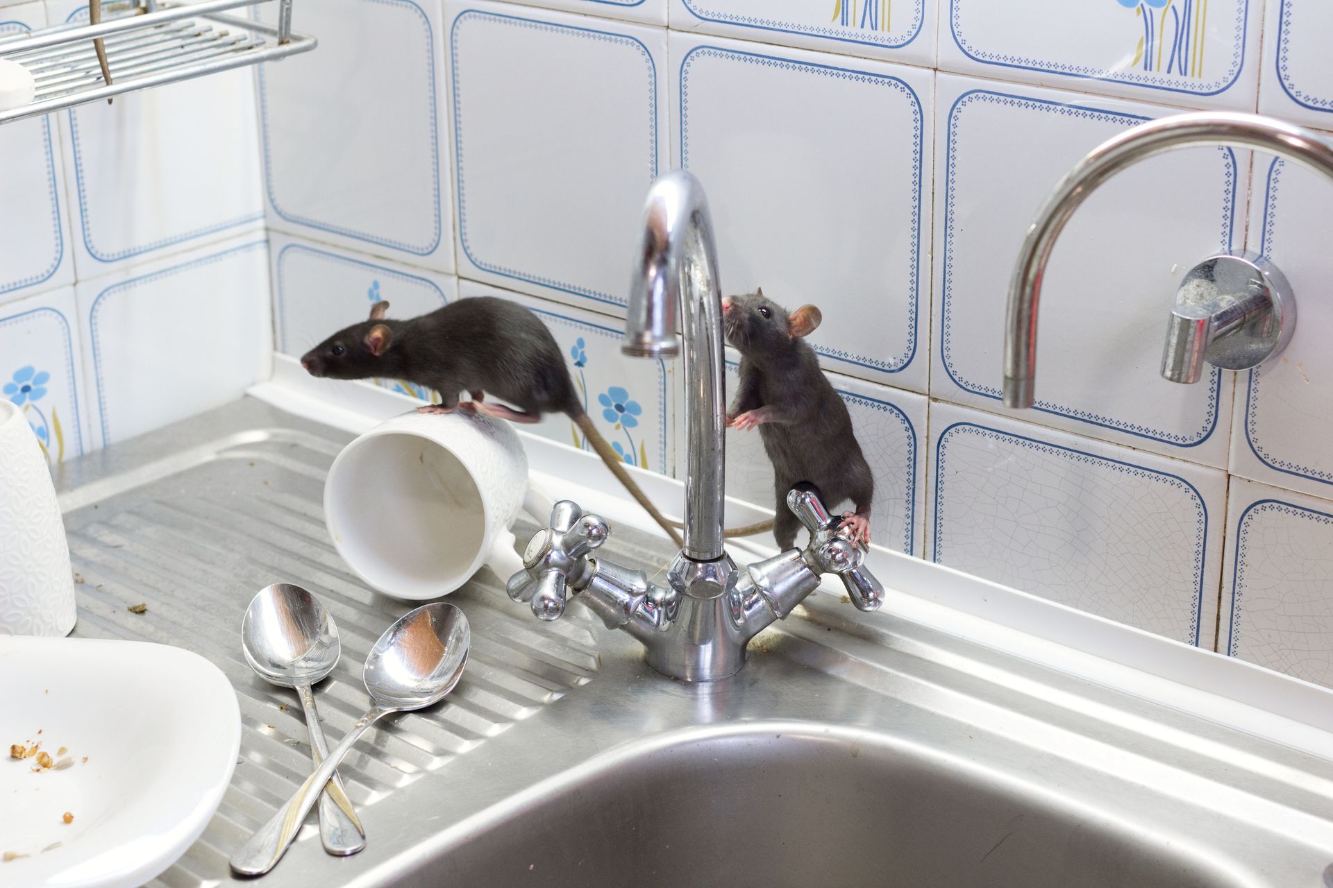 Two rats on a kitchen sink and faucet, with a tipped cup and utensils nearby.
