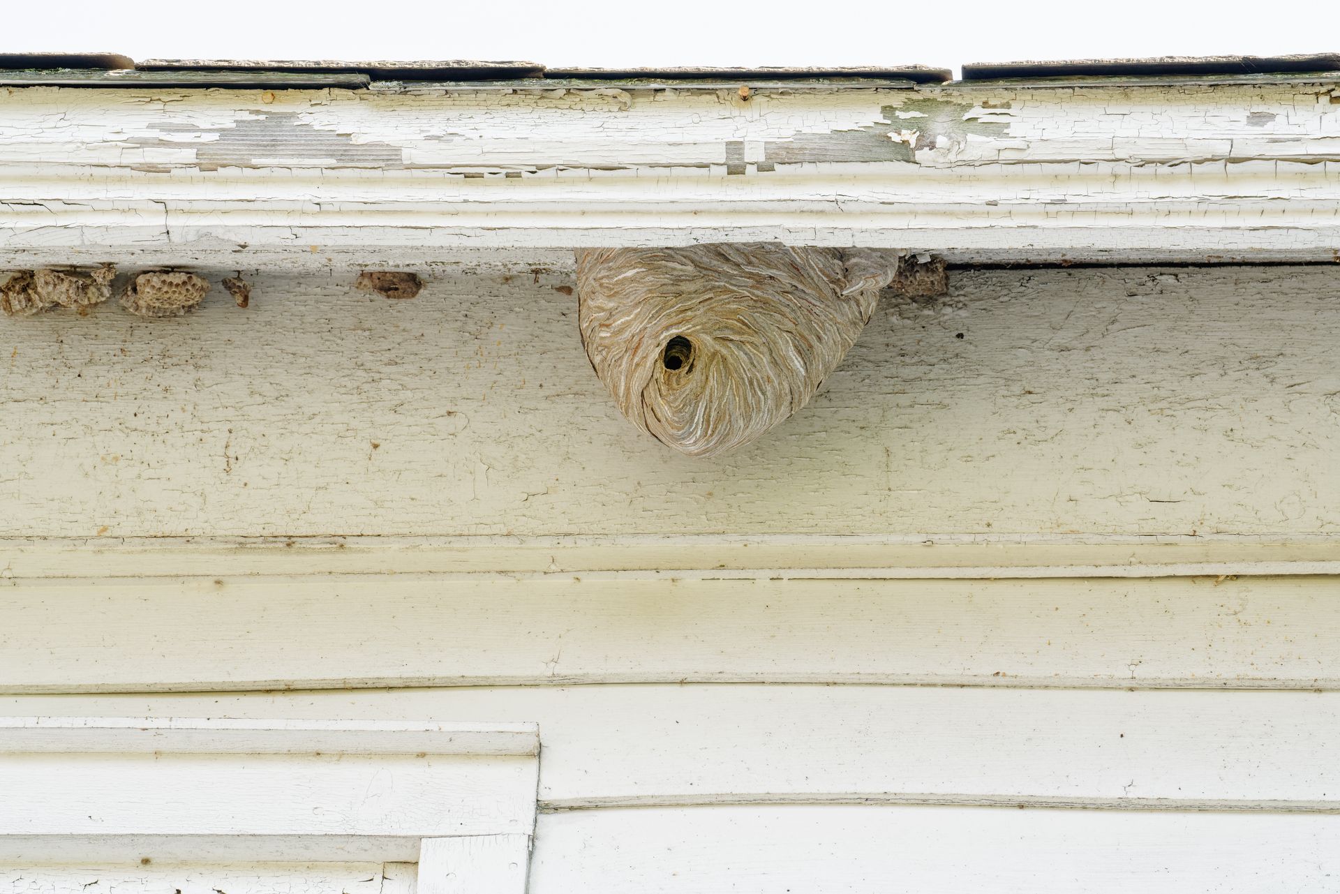 Wasp nest attached under a white house eave near the roofline