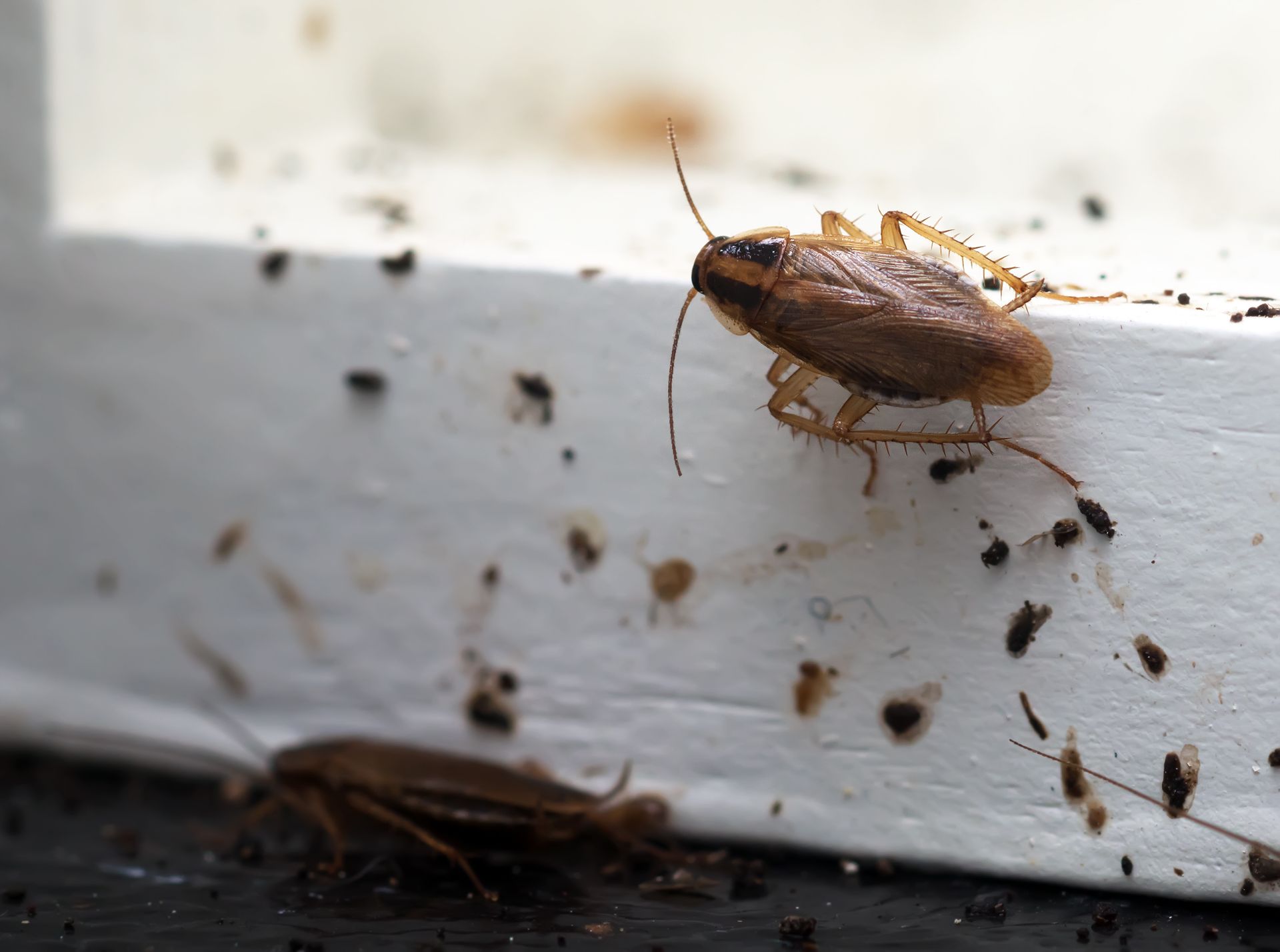 Brown cockroach on a white ledge, surrounded by scattered droppings and debris