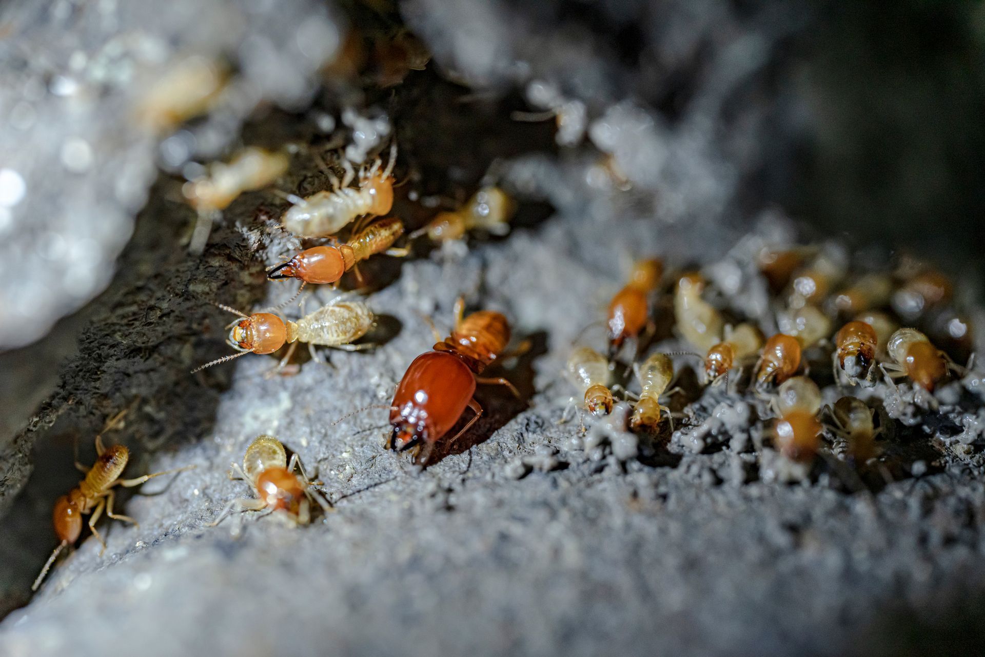 Termites swarming around a red-brown insect on rough gray bark