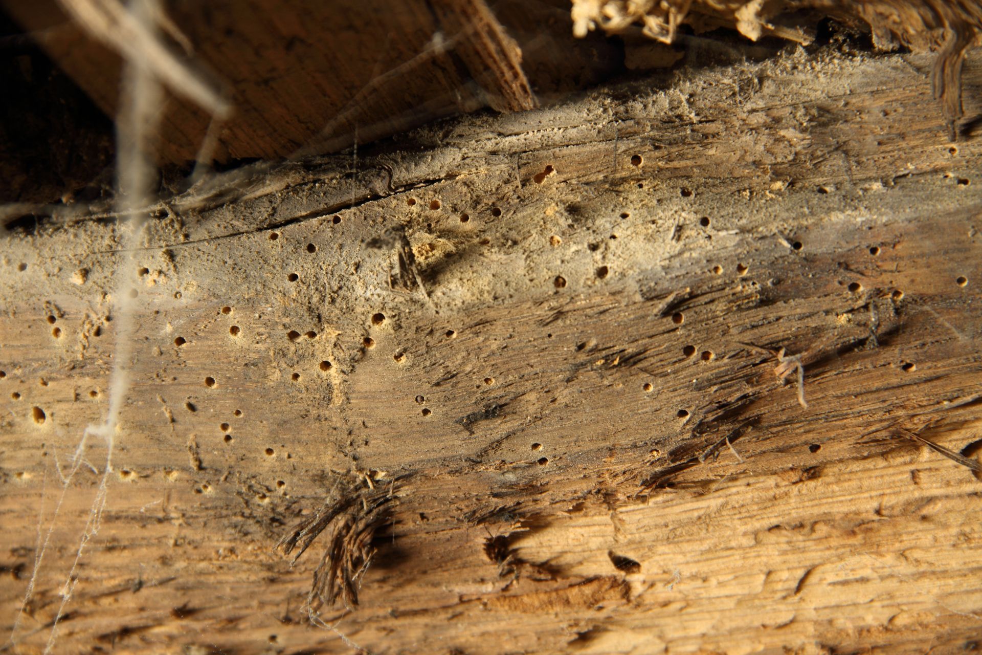 Close-up of a dusty cobwebbed wooden surface with small brown spiders and debris