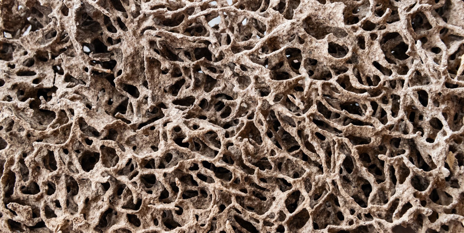 Close-up of tangled brown-and-white branching coral texture with many small holes