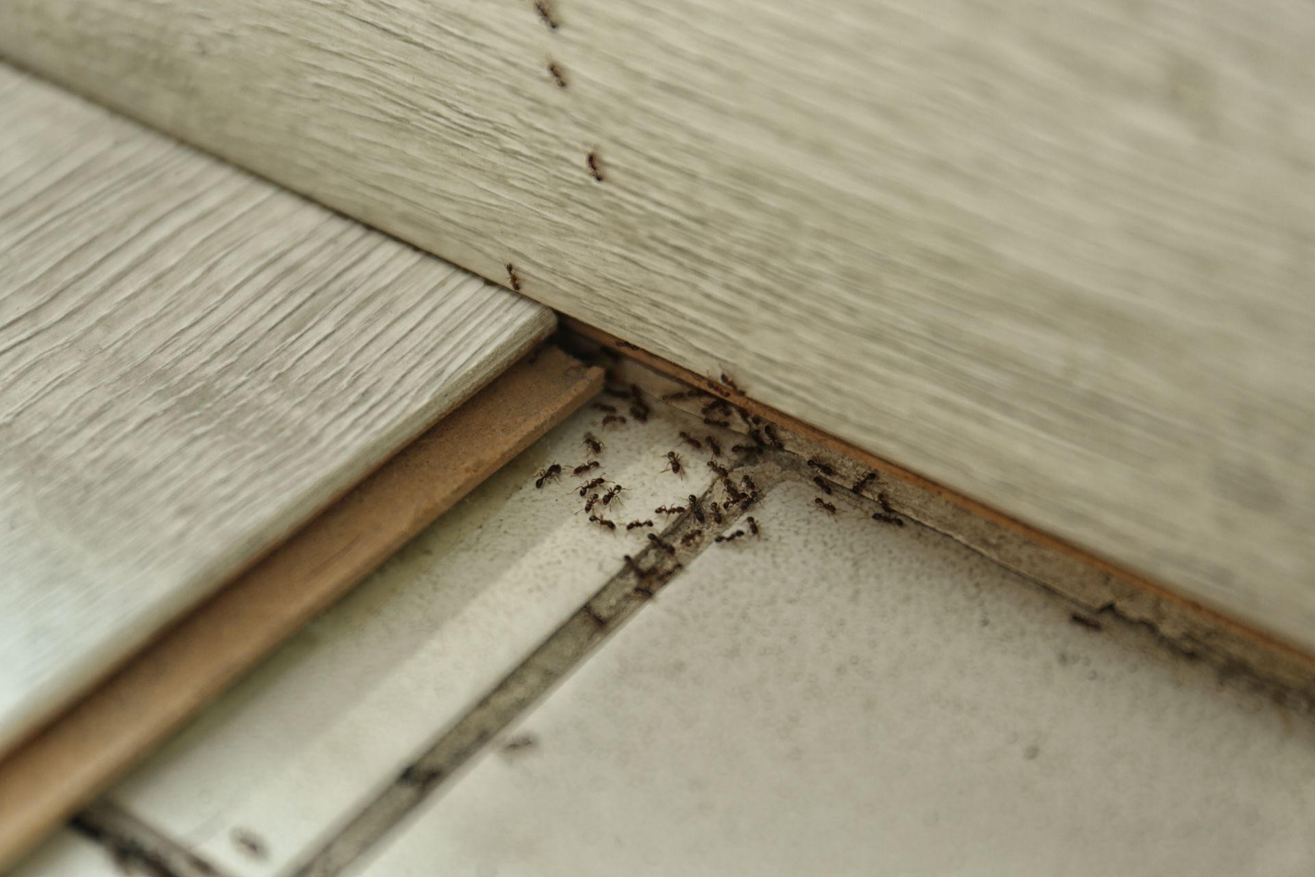 Close-up of a dusty floor corner with debris along the wall and baseboard