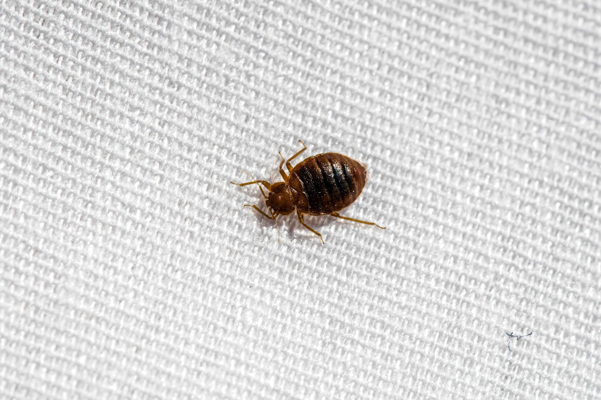 Bed bug on white fabric