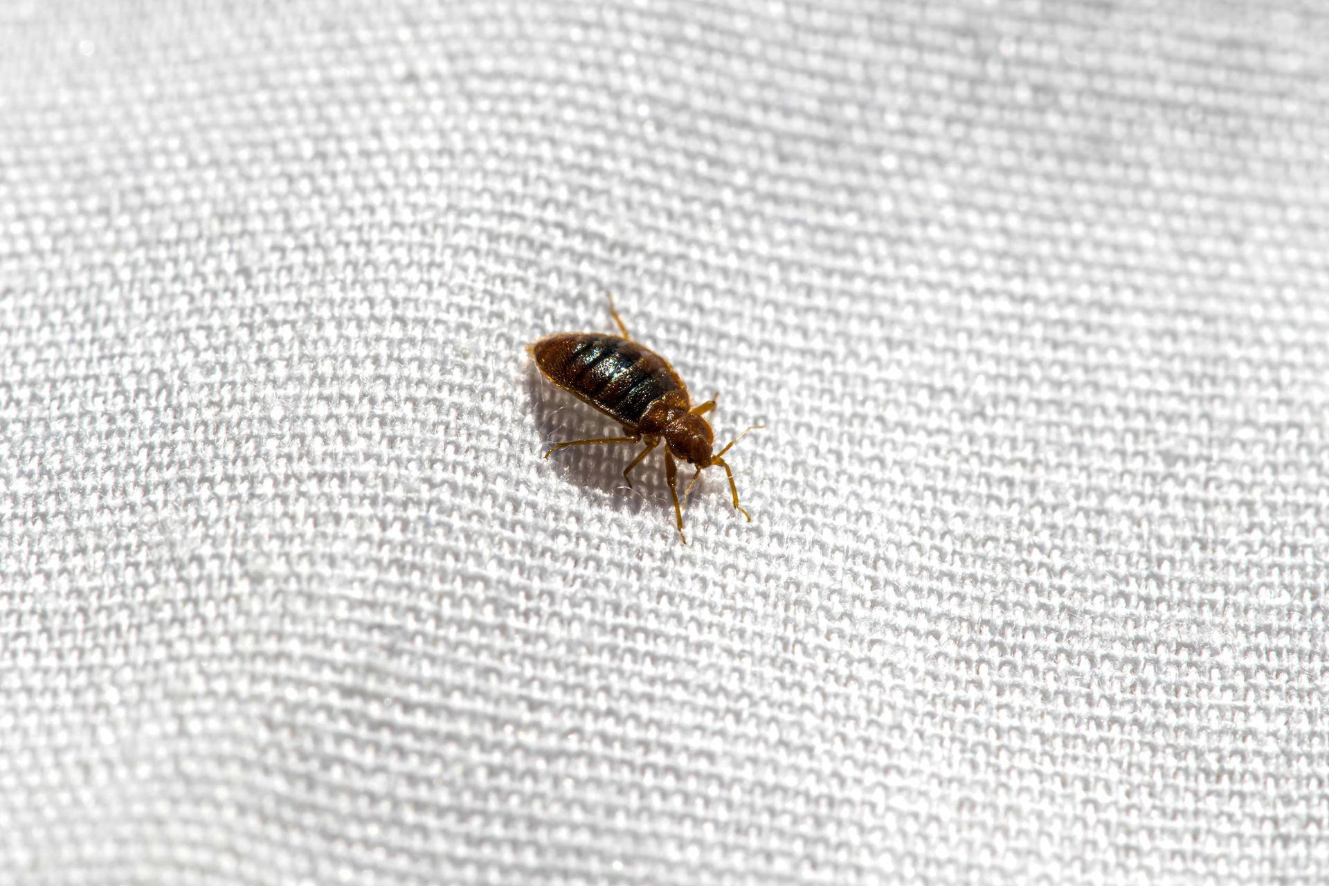 Small brown insect on white fabric surface