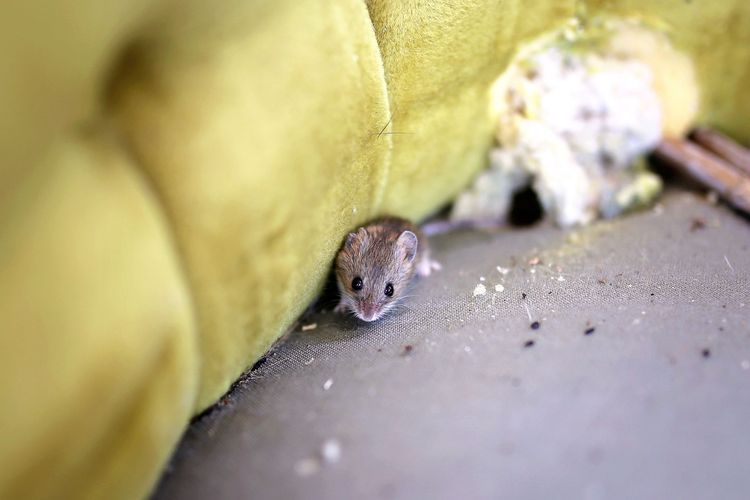 Small mouse peeking out beside a yellow cushion on a gray surface